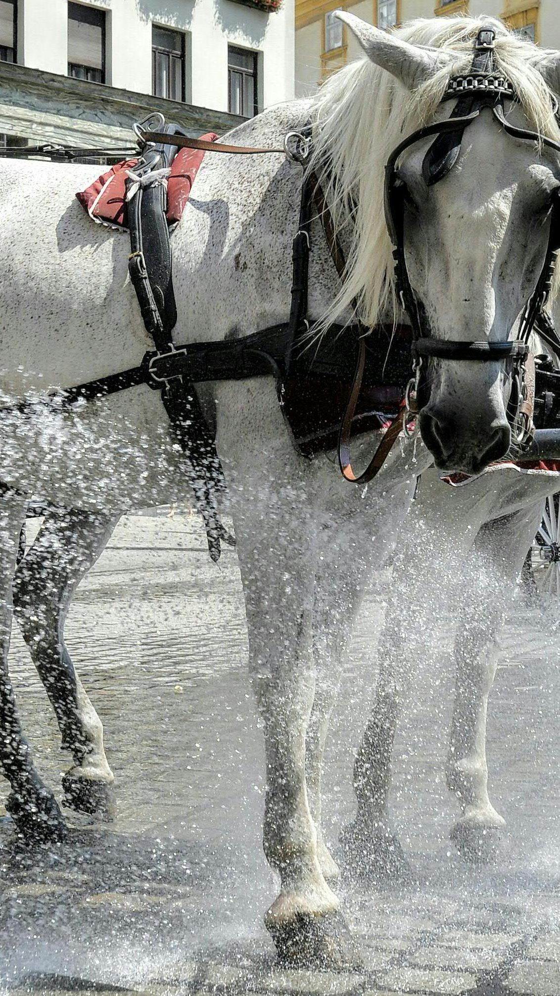 Die Fiaker-Pferde in Wien bekommen an heißen Tagen zwar hitzefrei, doch Tierschützer fordern strengere Auflagen