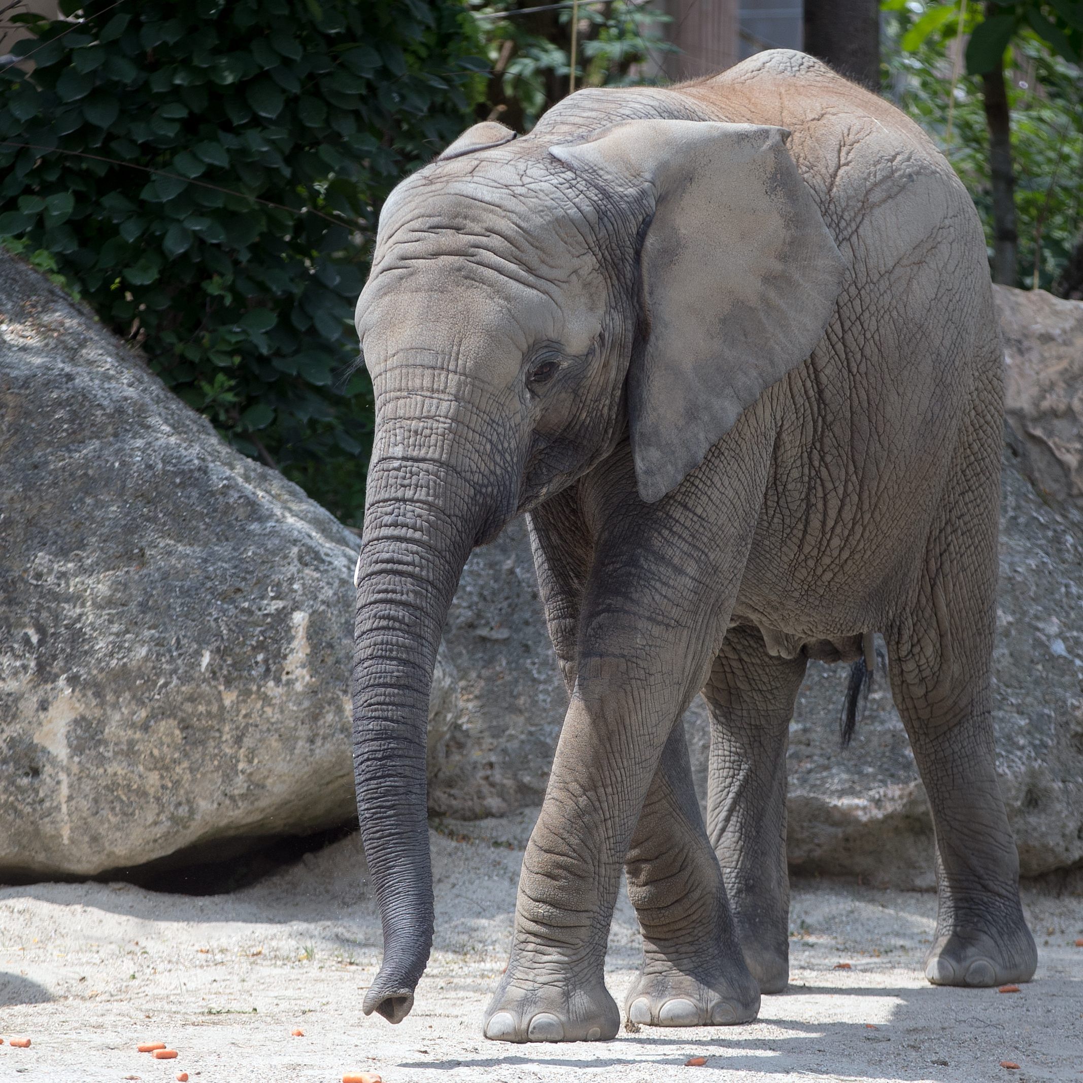 Ab sofort gibt es in und um das Elefantengehege im Zoo Schönbrunn wieder Katzen zu sehen.