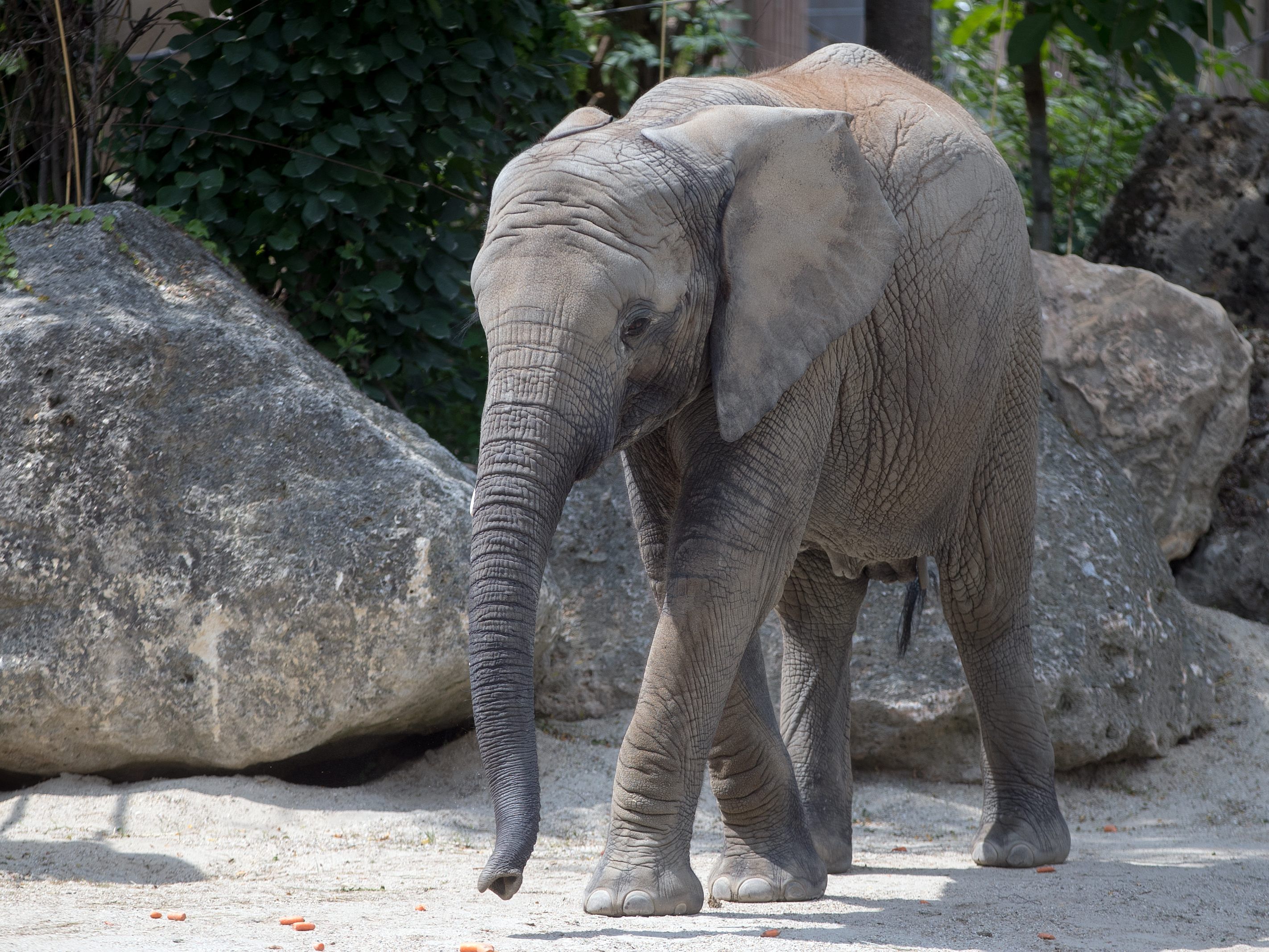 Ab sofort gibt es in und um das Elefantengehege im Zoo Schönbrunn wieder Katzen zu sehen. Ab sofort gibt es in und um das Elefantengehege im Zoo Schönbrunn wieder Katzen zu sehen.