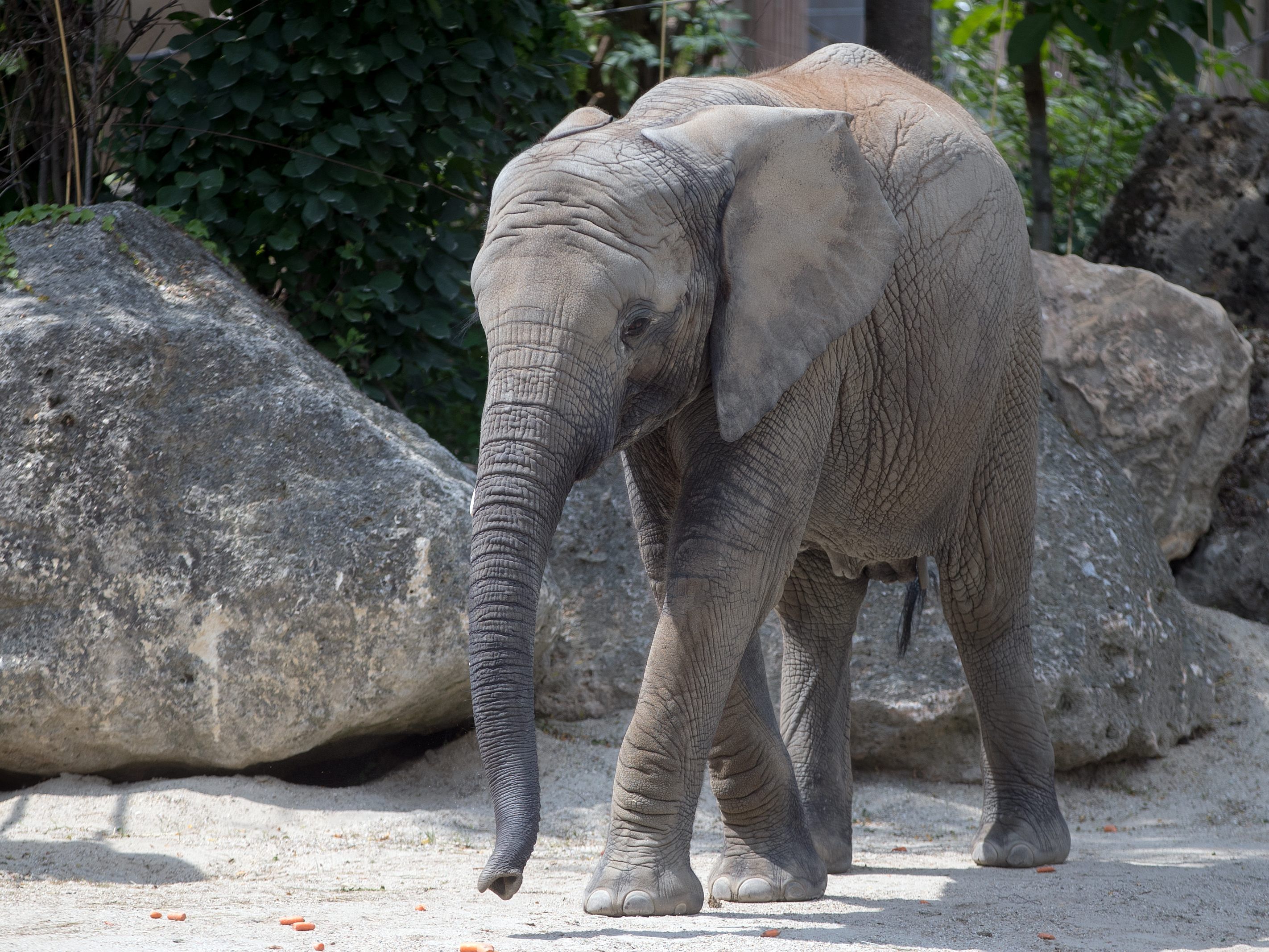 Ab sofort gibt es in und um das Elefantengehege im Zoo Schönbrunn wieder Katzen zu sehen.