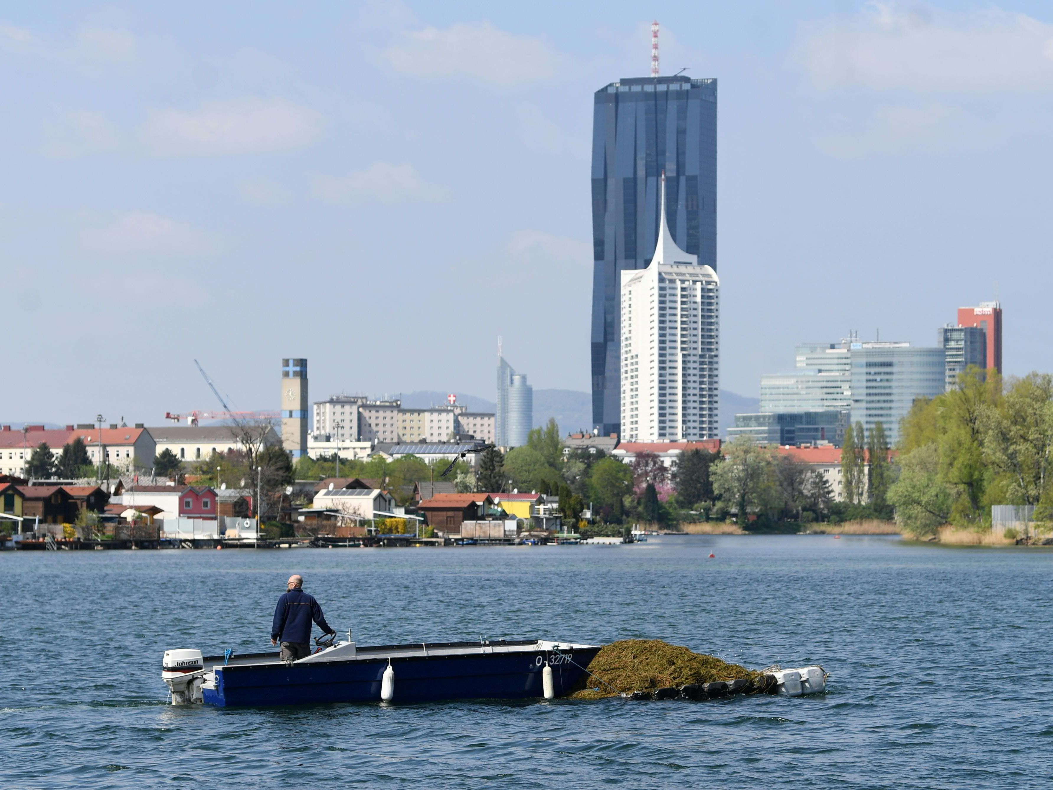 Bereits 1.300 Tonnen Pflanzen wurden auf der Alten Donau gemäht.
