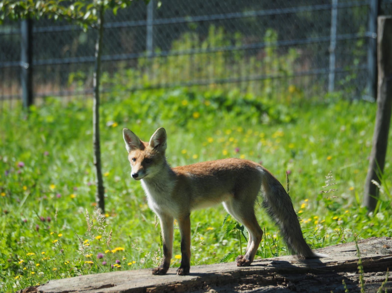 Sina im Fuchsgehege im Wildpark Sina im Fuchsgehege im Wildpark