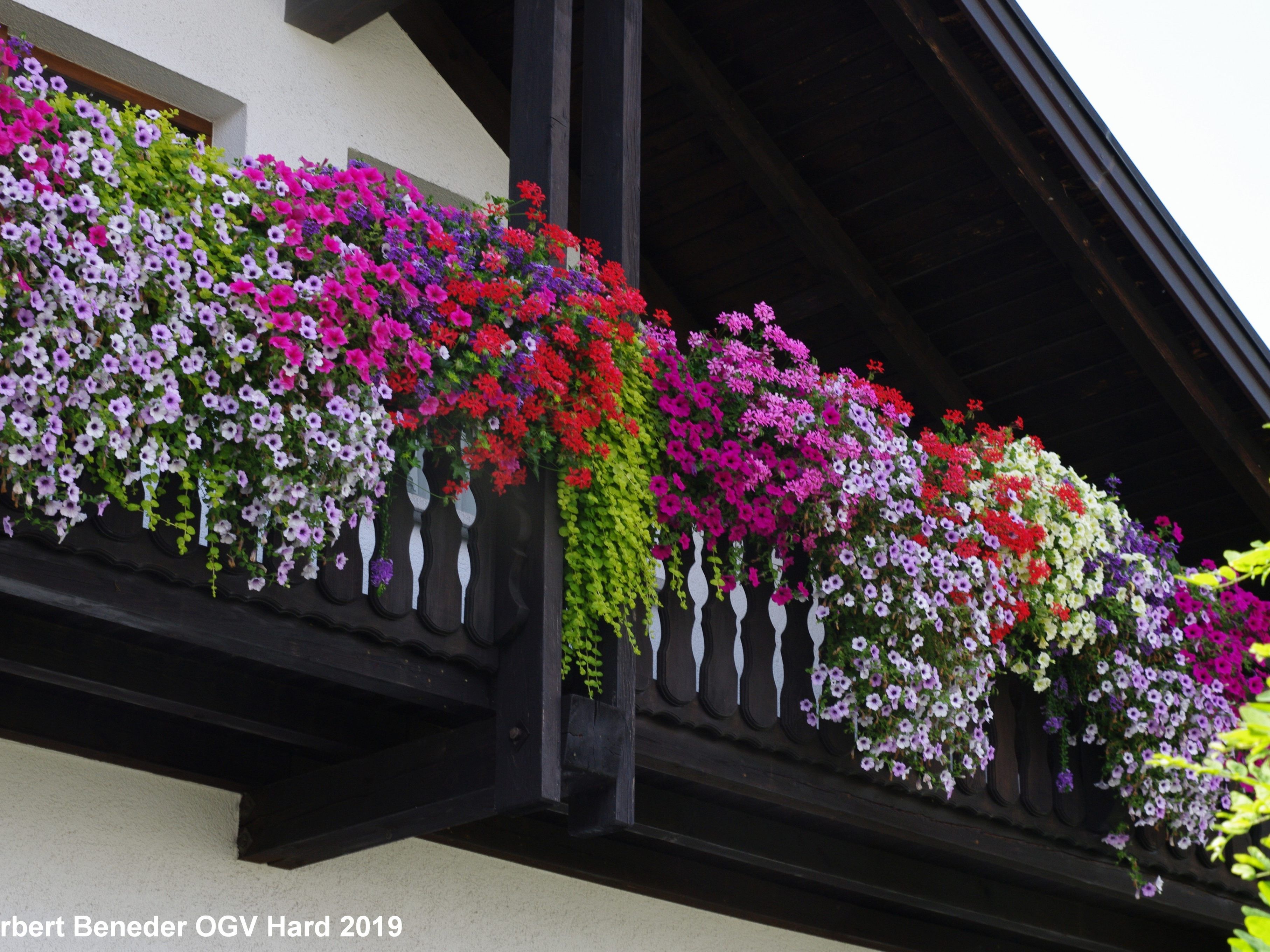 Wunderschöne Balkonblumen in Hard