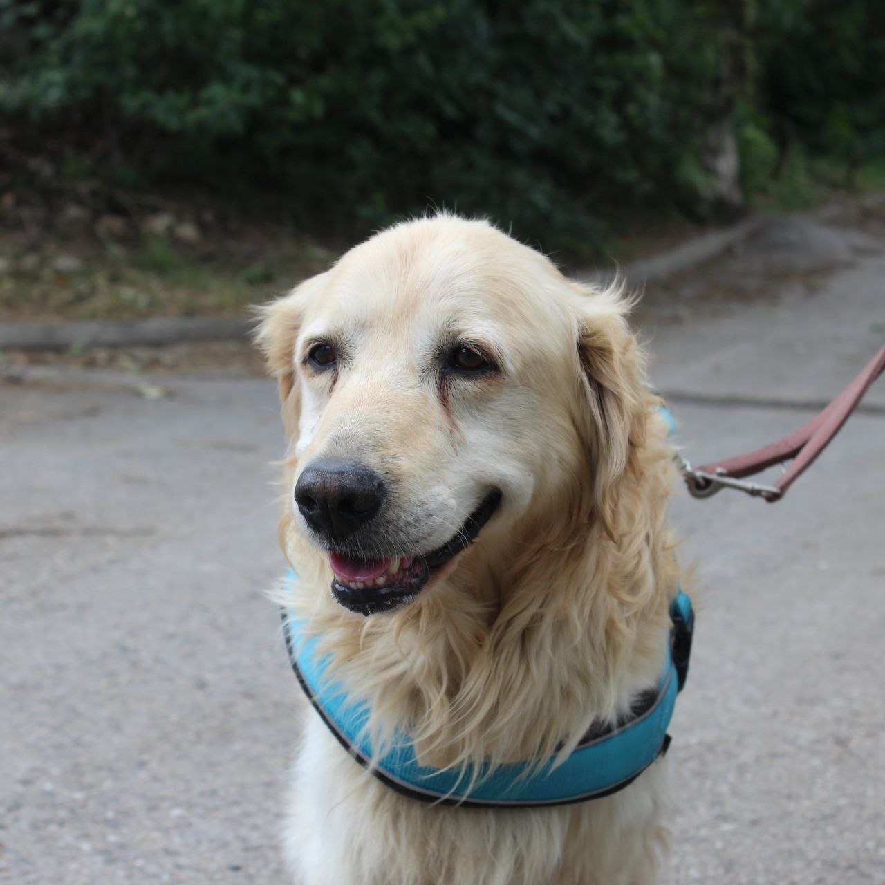 Dieser ältere Golden Retriever irrte verloren durch Mödling - wer weiß, zu wem er gehört?
