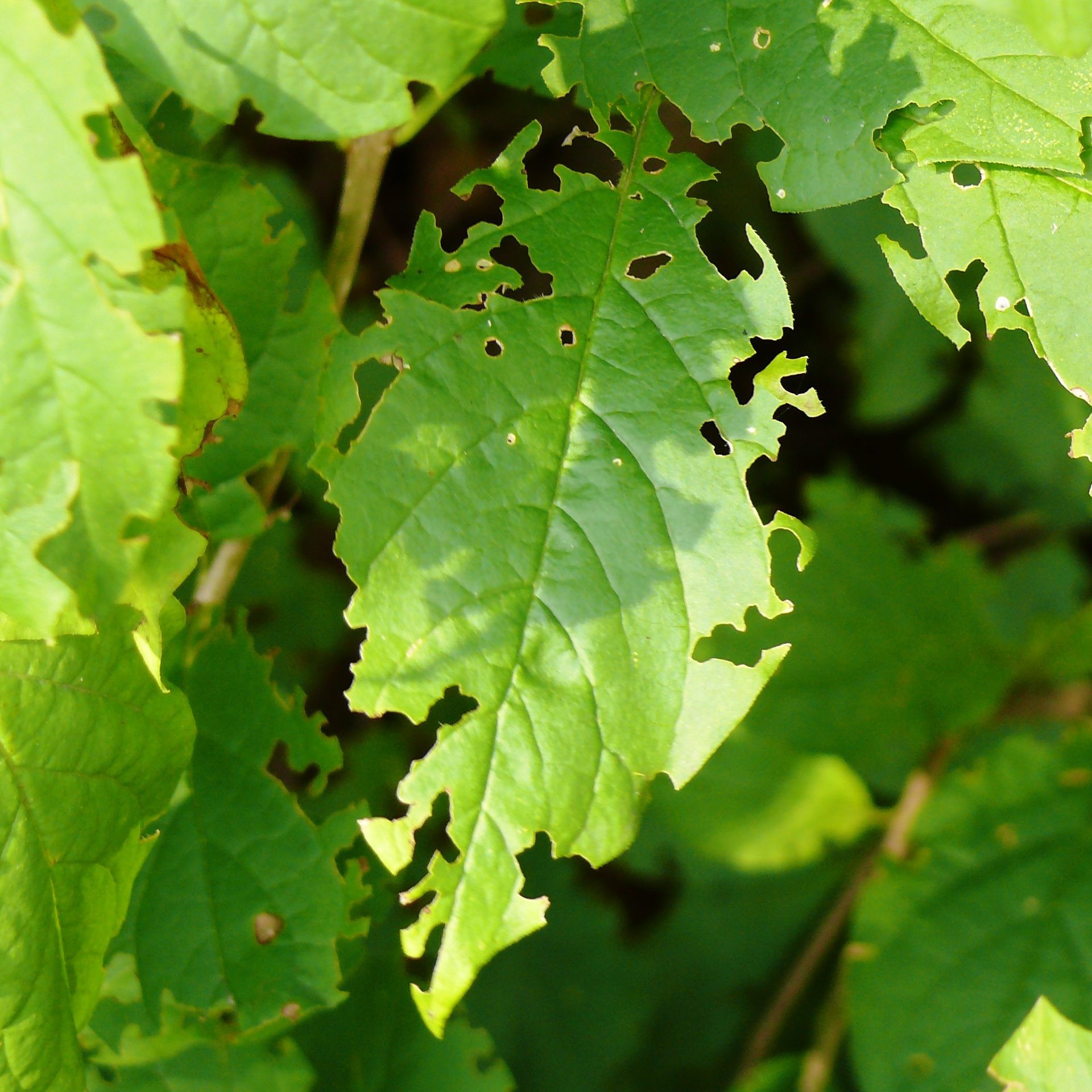 Es gibt eine ganze Reihe an Schädlingen, die den Gärtnern das ­Leben schwer machen..