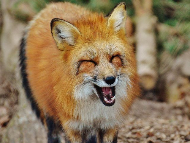 Haben Sie schon mal einen Fuchs lachen gehört? - Video des Tages -- VOL.AT