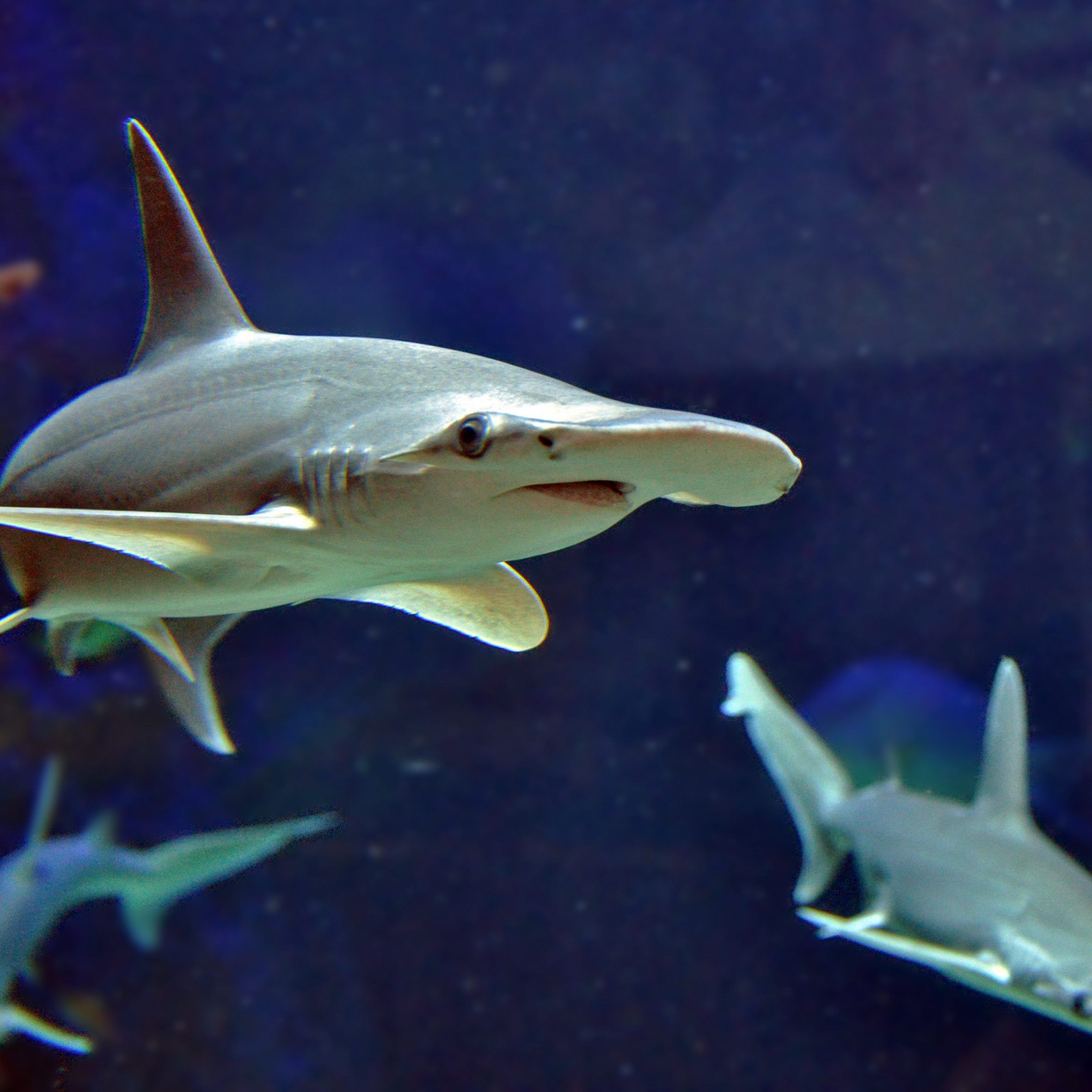 Das Haus des Meeres lässt seine Schlangen und Haie hoch leben