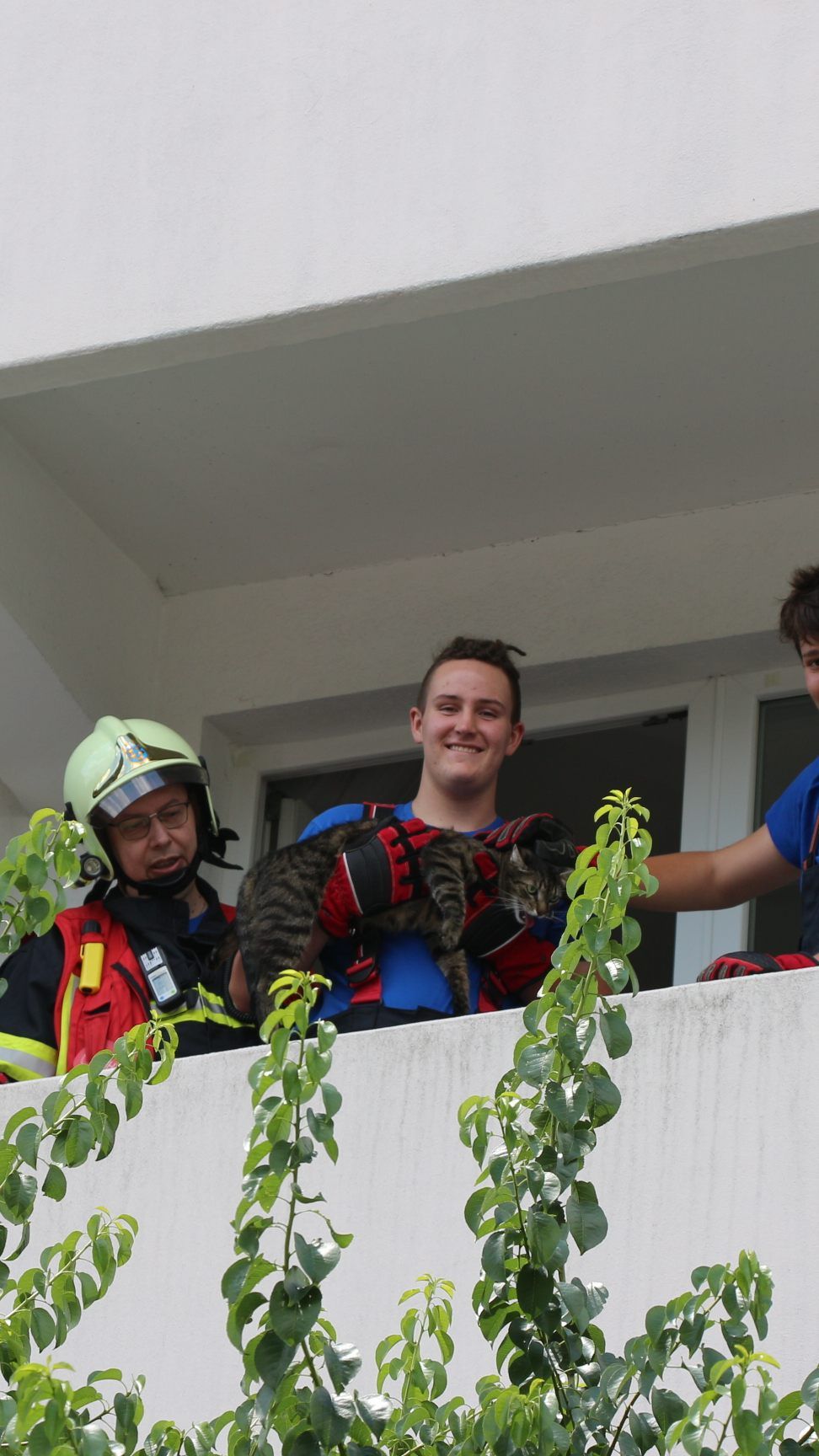 Kater "Ruffy" wurde von den Florianijüngern aus seiner Notlage in einem gekippten Fenster gerettet