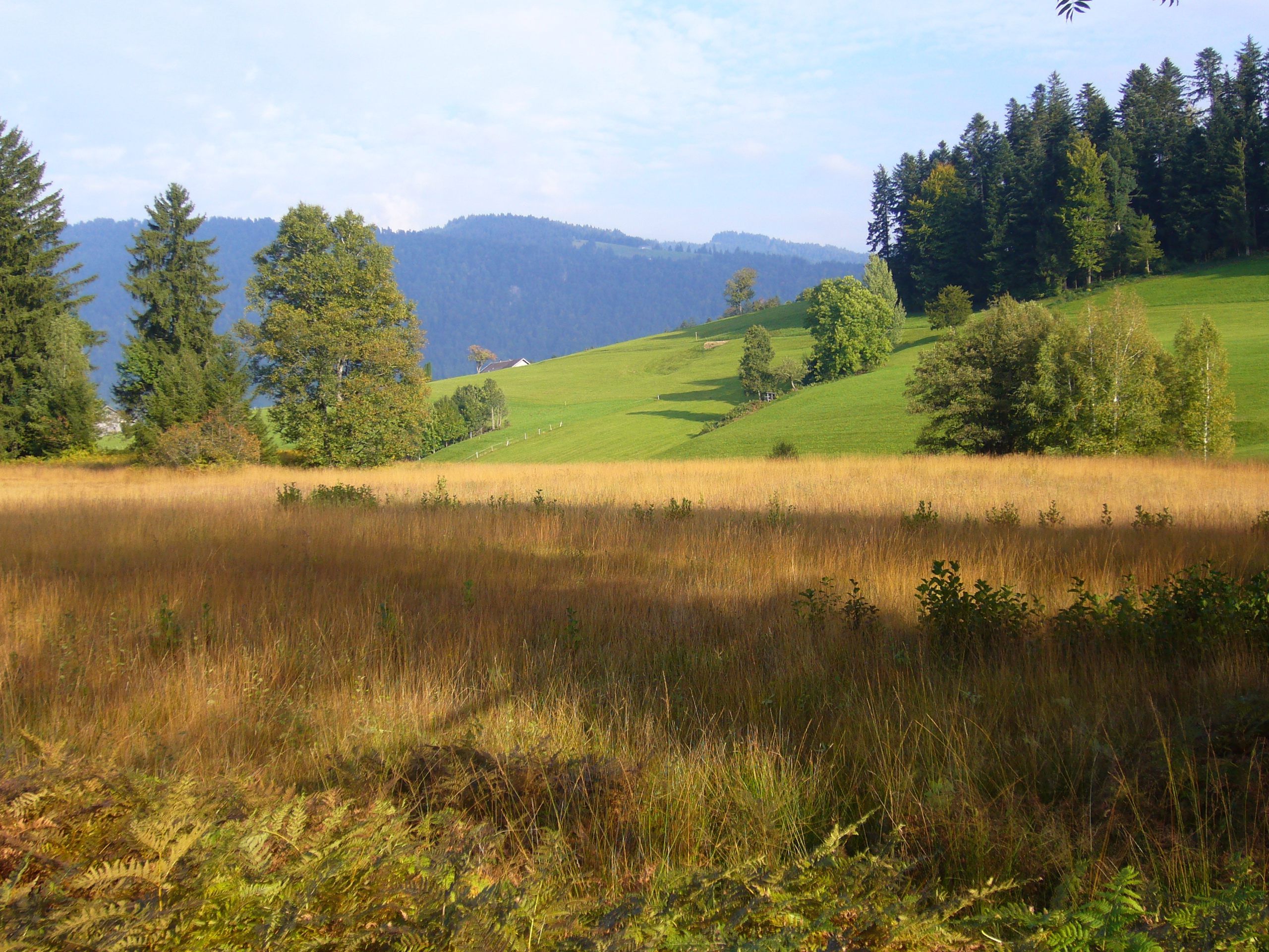 Die Moore Krumbach haben sich vor circa 10.000 Jahren gebildet. © Klaus Riedl / Gemeinde Krumbach