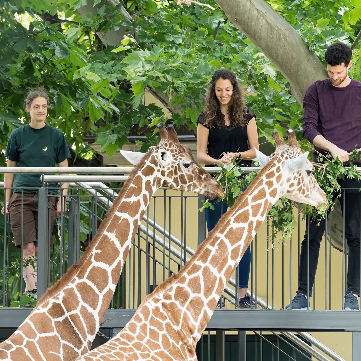 In Schönbrunn kann man jetzt selbst Giraffen füttern - von einem speziellen Hochstand aus