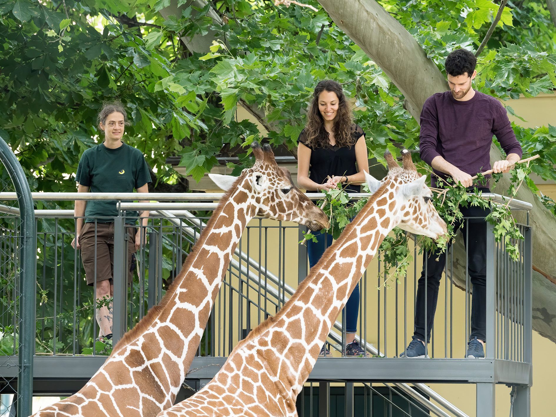 In Schönbrunn kann man jetzt selbst Giraffen füttern - von einem speziellen Hochstand aus