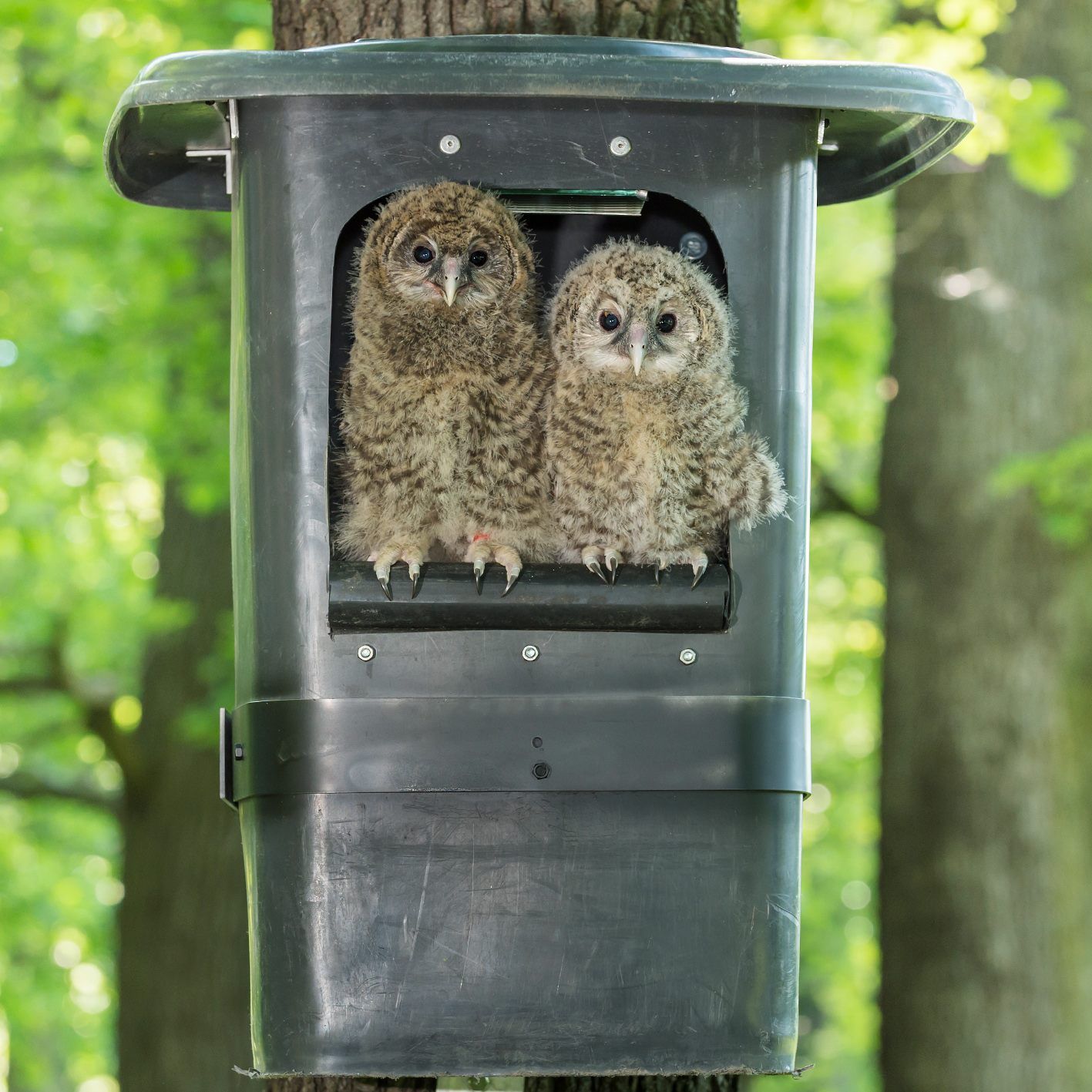 Die Tiere wurden in den Wienerwald gebracht um sich an die Wildnis zu gewöhnen.