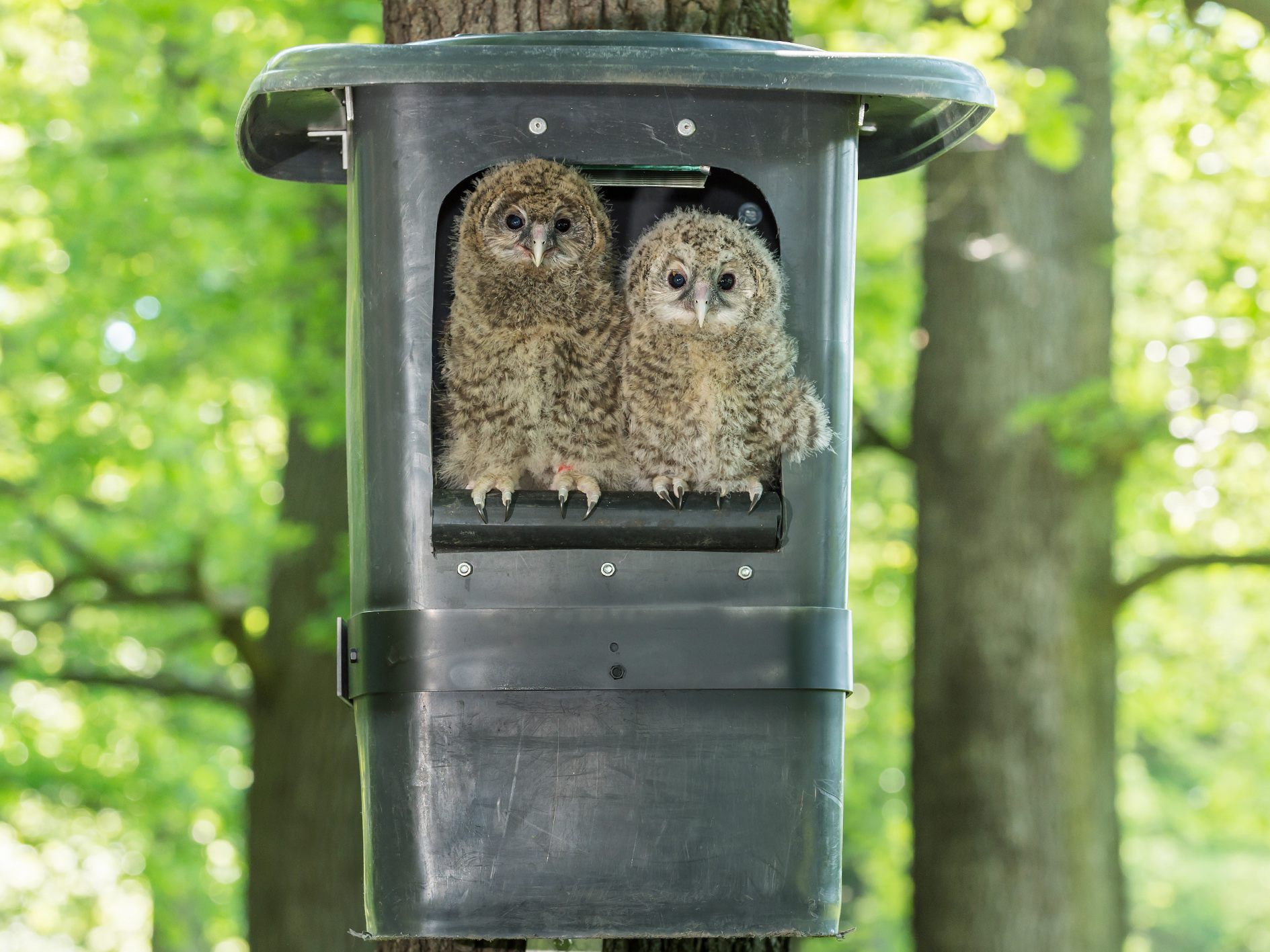 Die Tiere wurden in den Wienerwald gebracht um sich an die Wildnis zu gewöhnen. Die Tiere wurden in den Wienerwald gebracht um sich an die Wildnis zu gewöhnen.