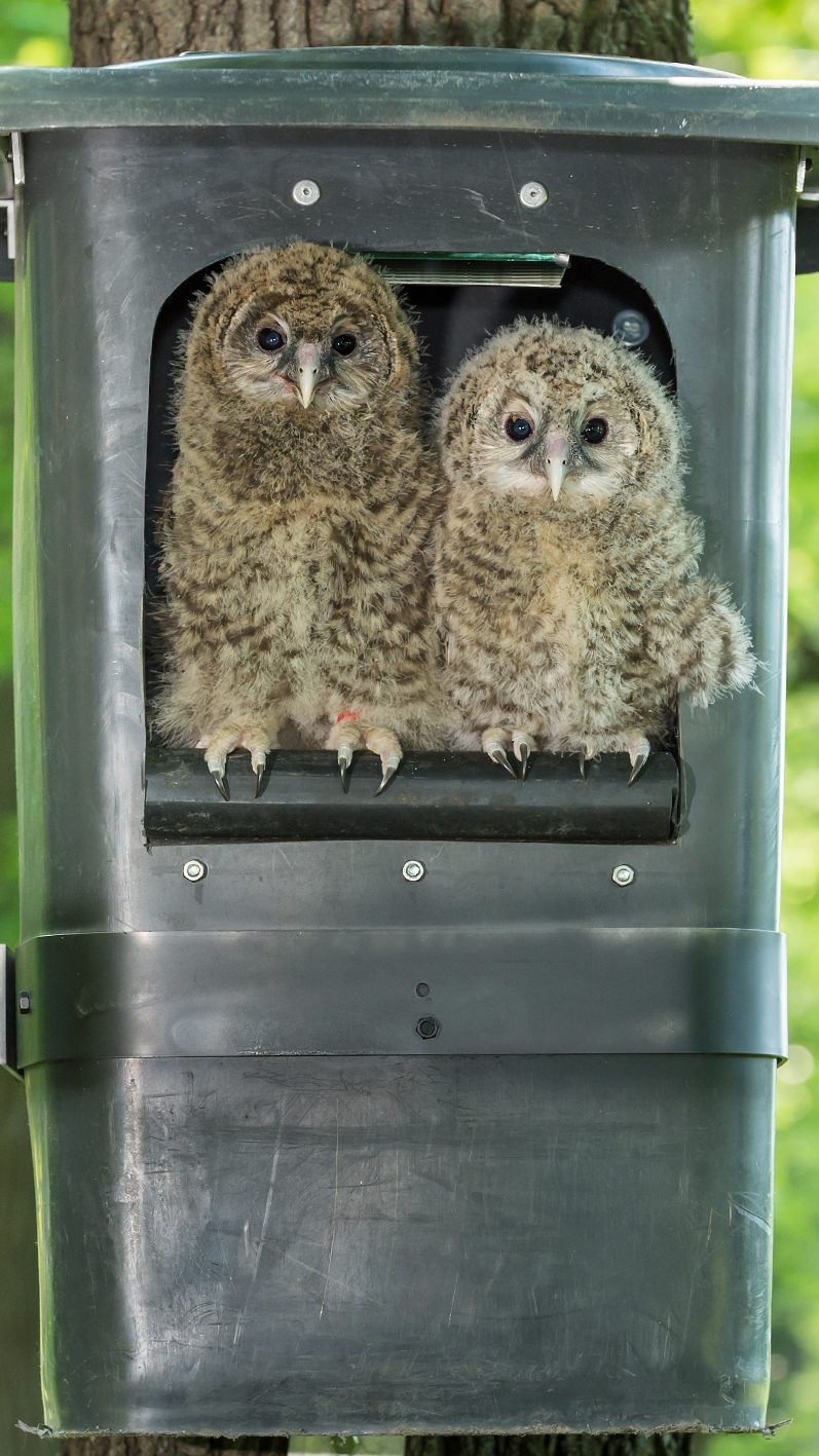 Die Tiere wurden in den Wienerwald gebracht um sich an die Wildnis zu gewöhnen.