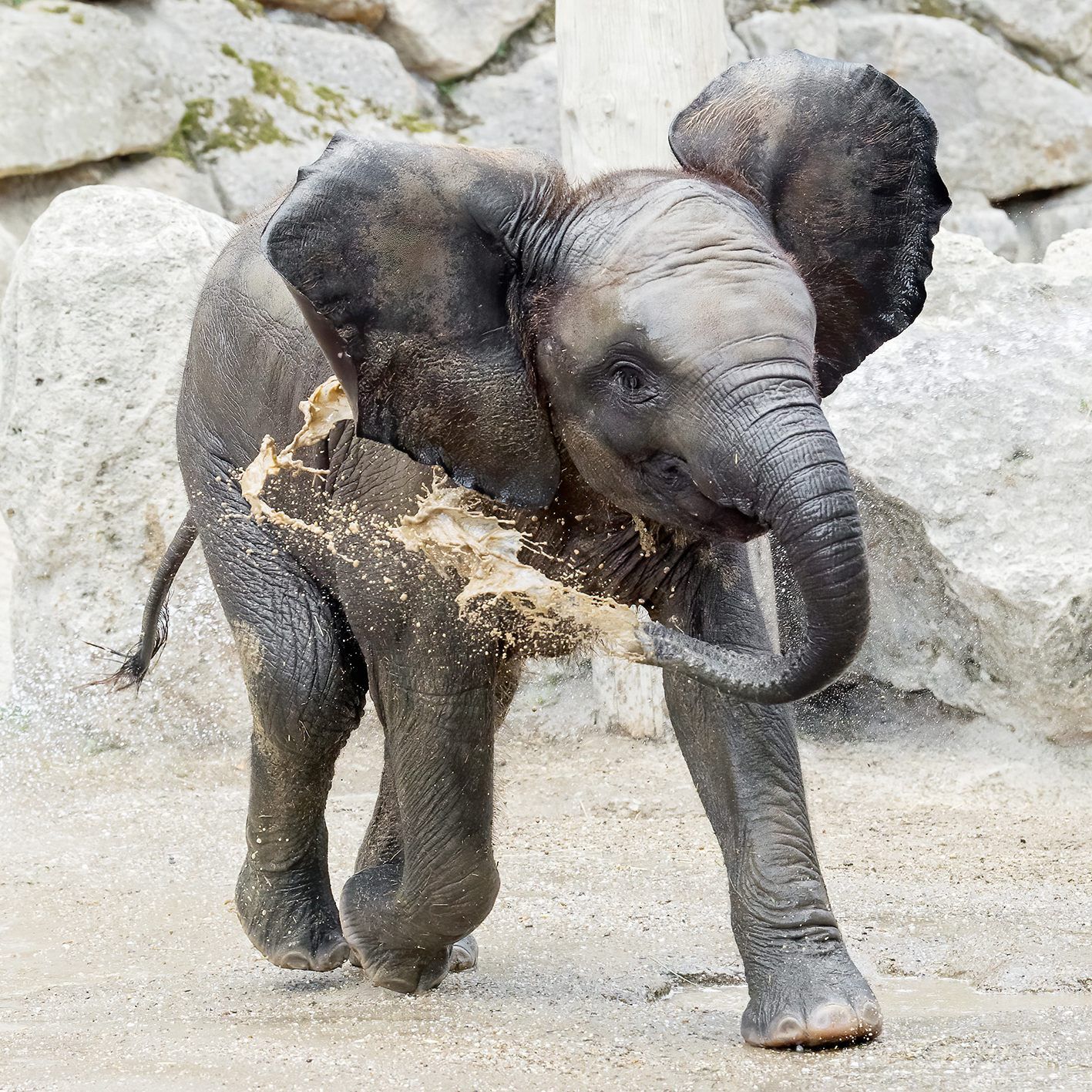So fröhlich feiert die kleine Kibali im Tiergarten Schönbrunn ihren Geburtstag