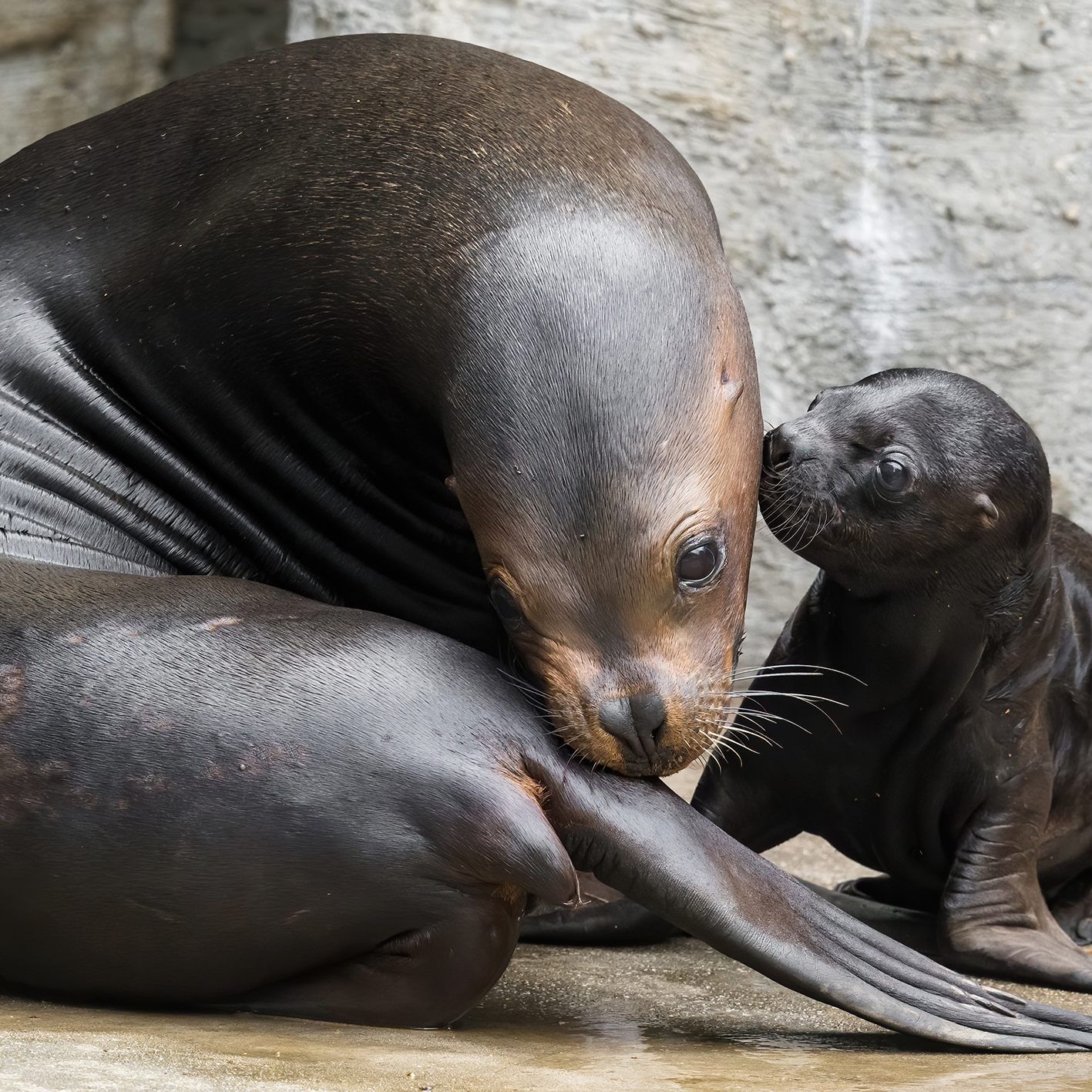 So herzig ist der jüngste Nachwuchs bei den Robben in Schönbrunn