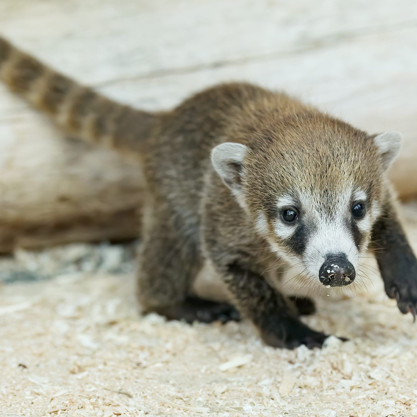 Eines der Nasenbären-Babys im Tiergarten Schönbrunn