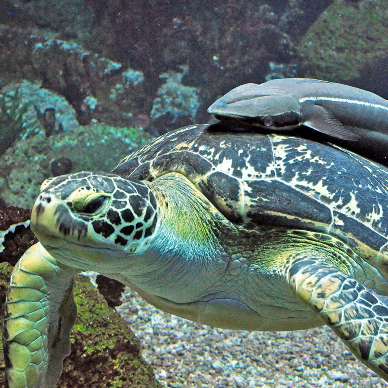 Puppi und ihr neuer Freund der Schiffshalter