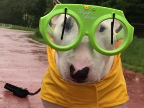 Der Bullterrier-Rüde Sparky geht bei Regen nur im Regenmantel aus dem Haus. (Quelle: Youtube) Der Bullterrier-Rüde Sparky geht bei Regen nur im Regenmantel aus dem Haus. (Quelle: Youtube)
