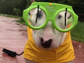 Der Bullterrier-Rüde Sparky geht bei Regen nur im Regenmantel aus dem Haus. (Quelle: Youtube)