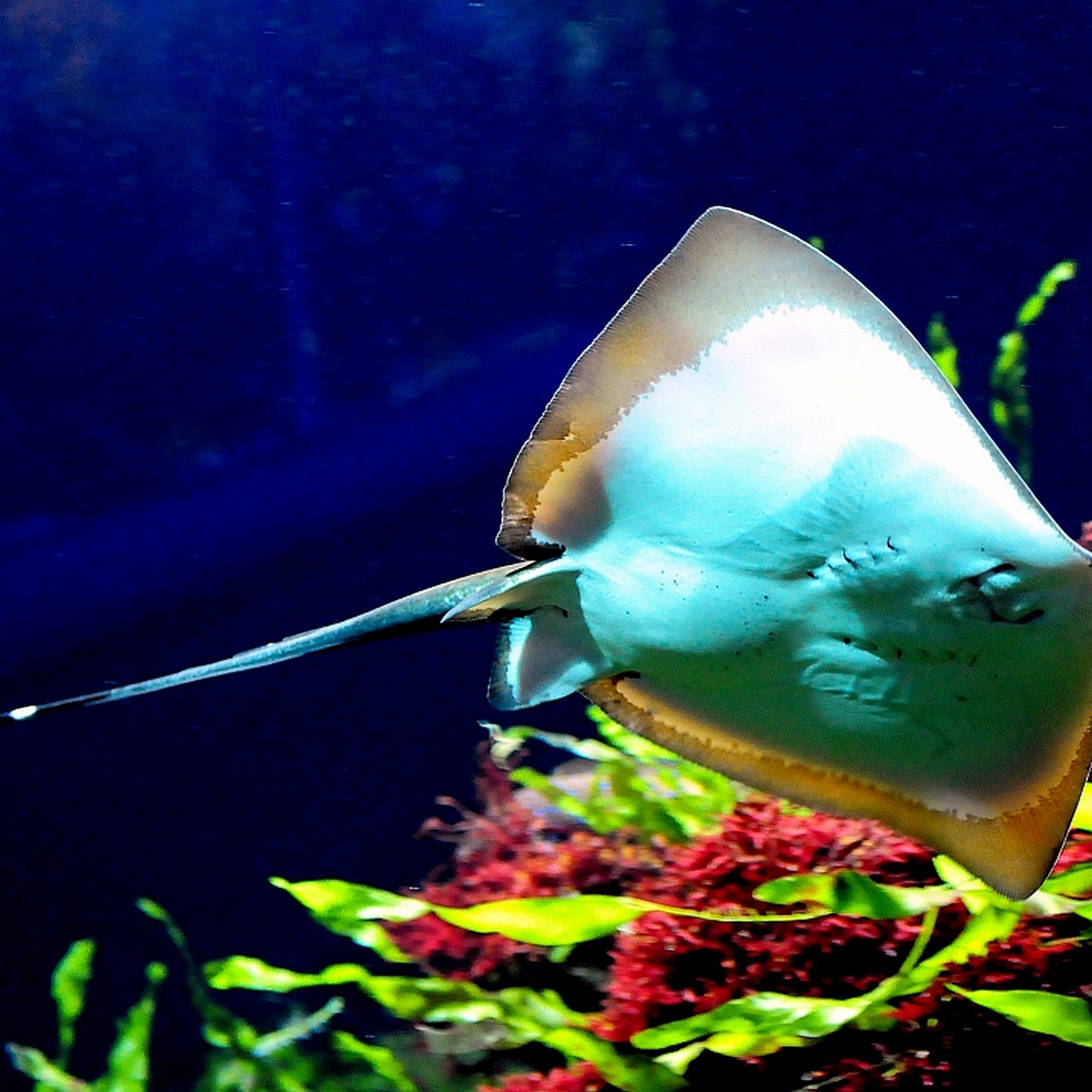 Ein prachtvoller Maskenrochen ist nun im Haus des Meeres daheim