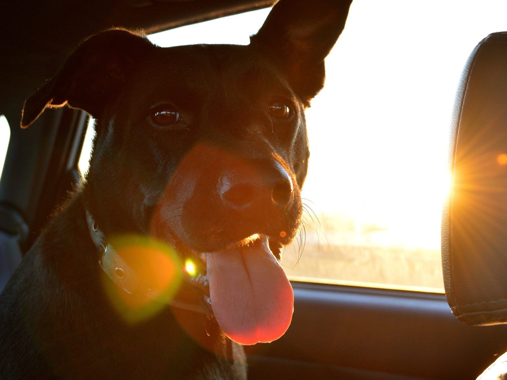Für einen Hund kann es im Sommer allein im Auto rasch gefährlich werden - auch schon bei 20 Grad Für einen Hund kann es im Sommer allein im Auto rasch gefährlich werden - auch schon bei 20 Grad