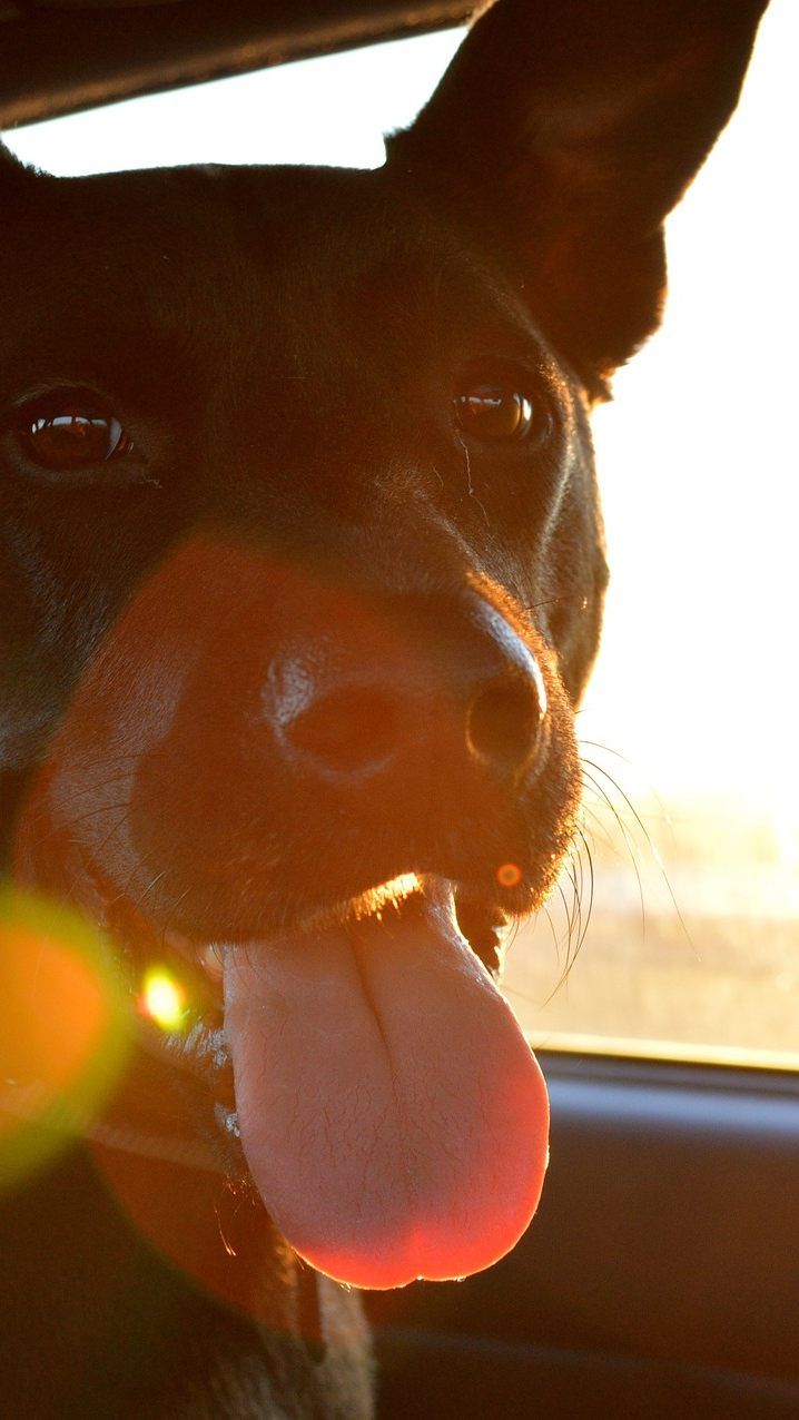 Für einen Hund kann es im Sommer allein im Auto rasch gefährlich werden - auch schon bei 20 Grad