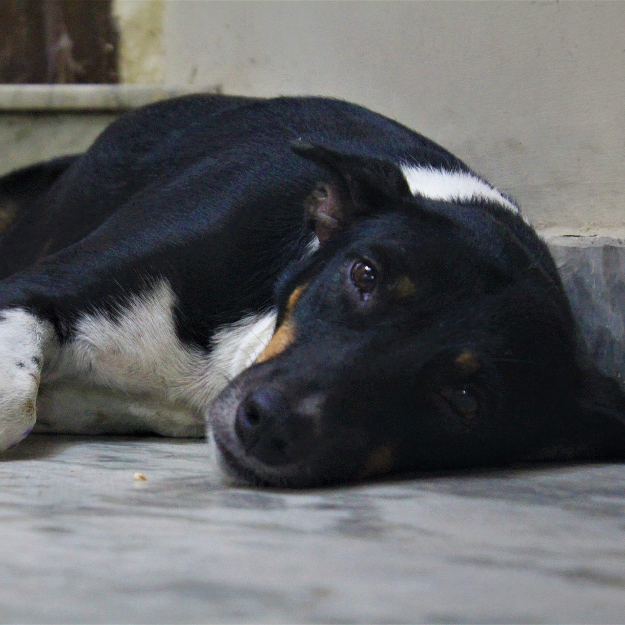 Hunde leiden bei großer Sommerhitze - heißer Asphalt kann ihnen die Pfoten verbrennen