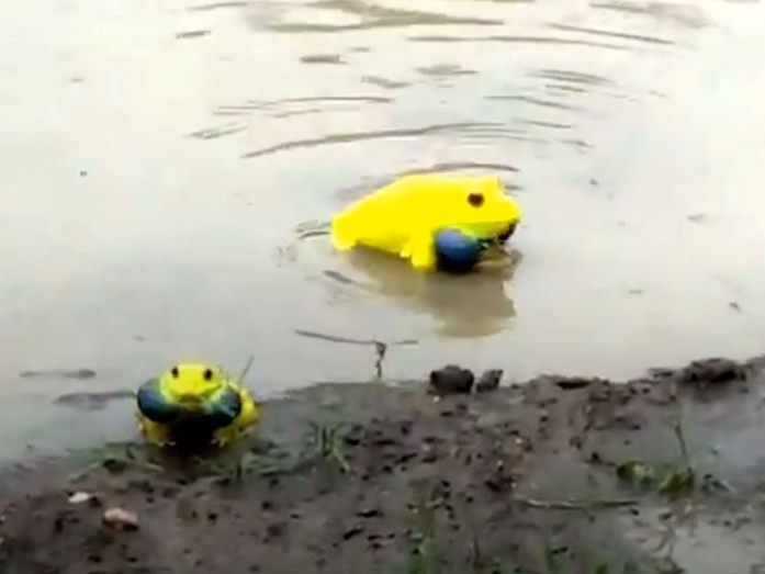 Diesen Fröschen sieht man ihre Verliebtheit an.