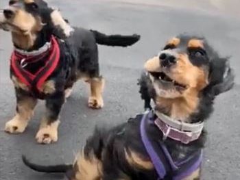 Diese beiden Cocker Spaniel hatten sichtlich Spaß im Wind. Diese beiden Cocker Spaniel hatten sichtlich Spaß im Wind.