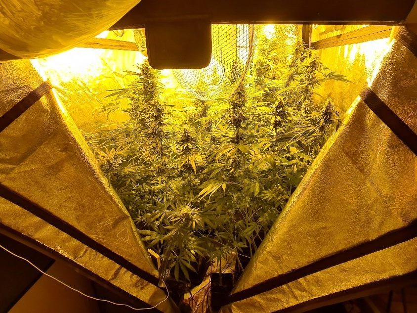 Polizisten entdeckten diese Indoor-Aufzuchtanlage für Cannabis in Wien 15 Polizisten entdeckten diese Indoor-Aufzuchtanlage für Cannabis in Wien 15