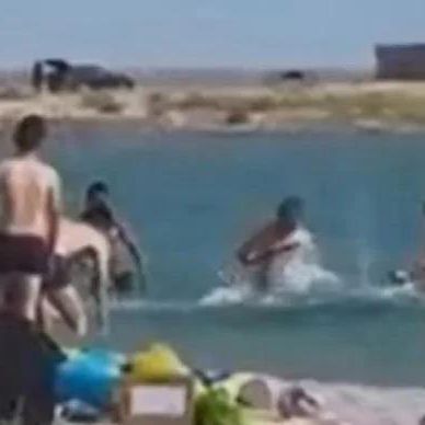 Ob die Robbe überlebt hat, ist unklar.