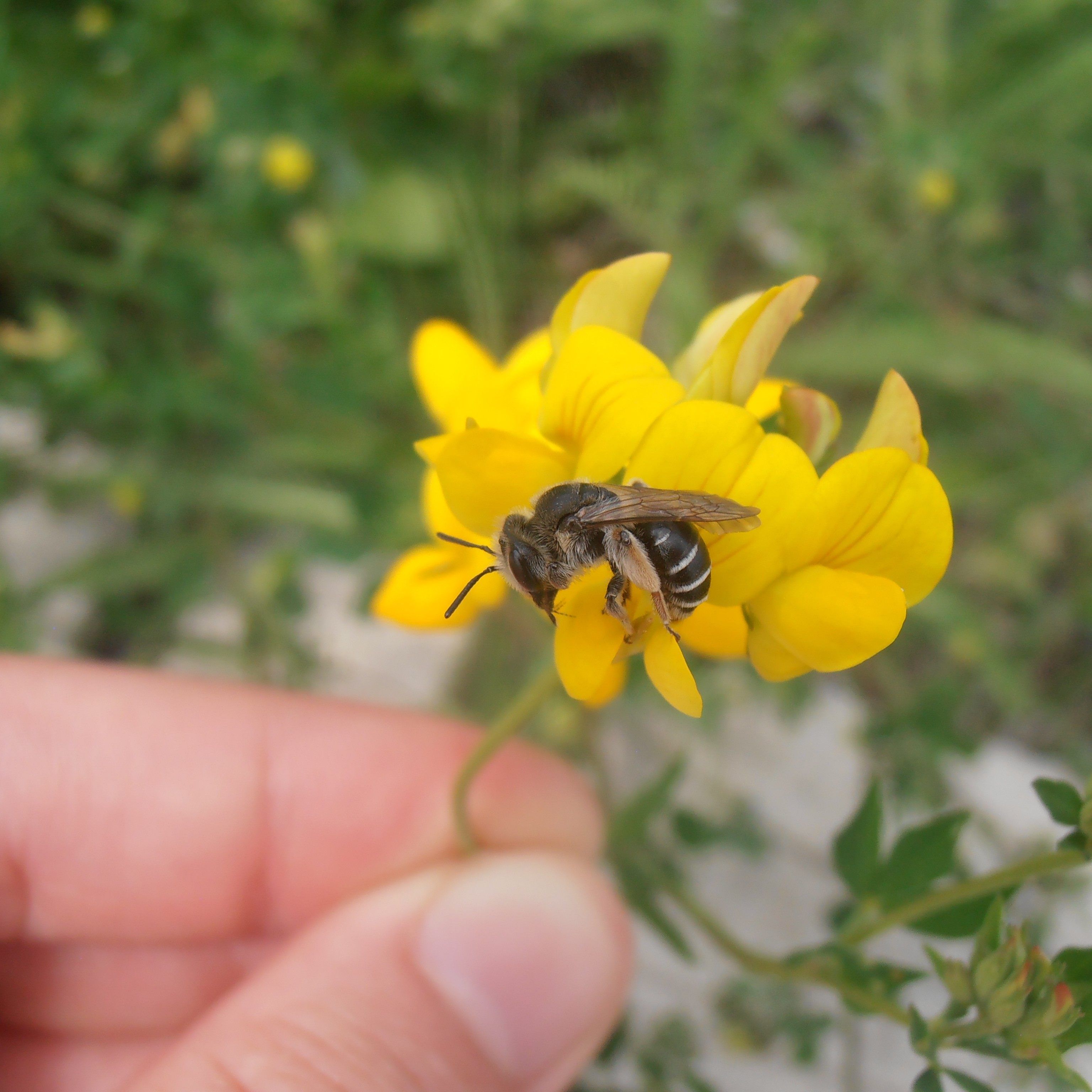 Garten der Vielfalt: Hier tummeln sich mehr Bienenarten als irgendwo sonst in Wien