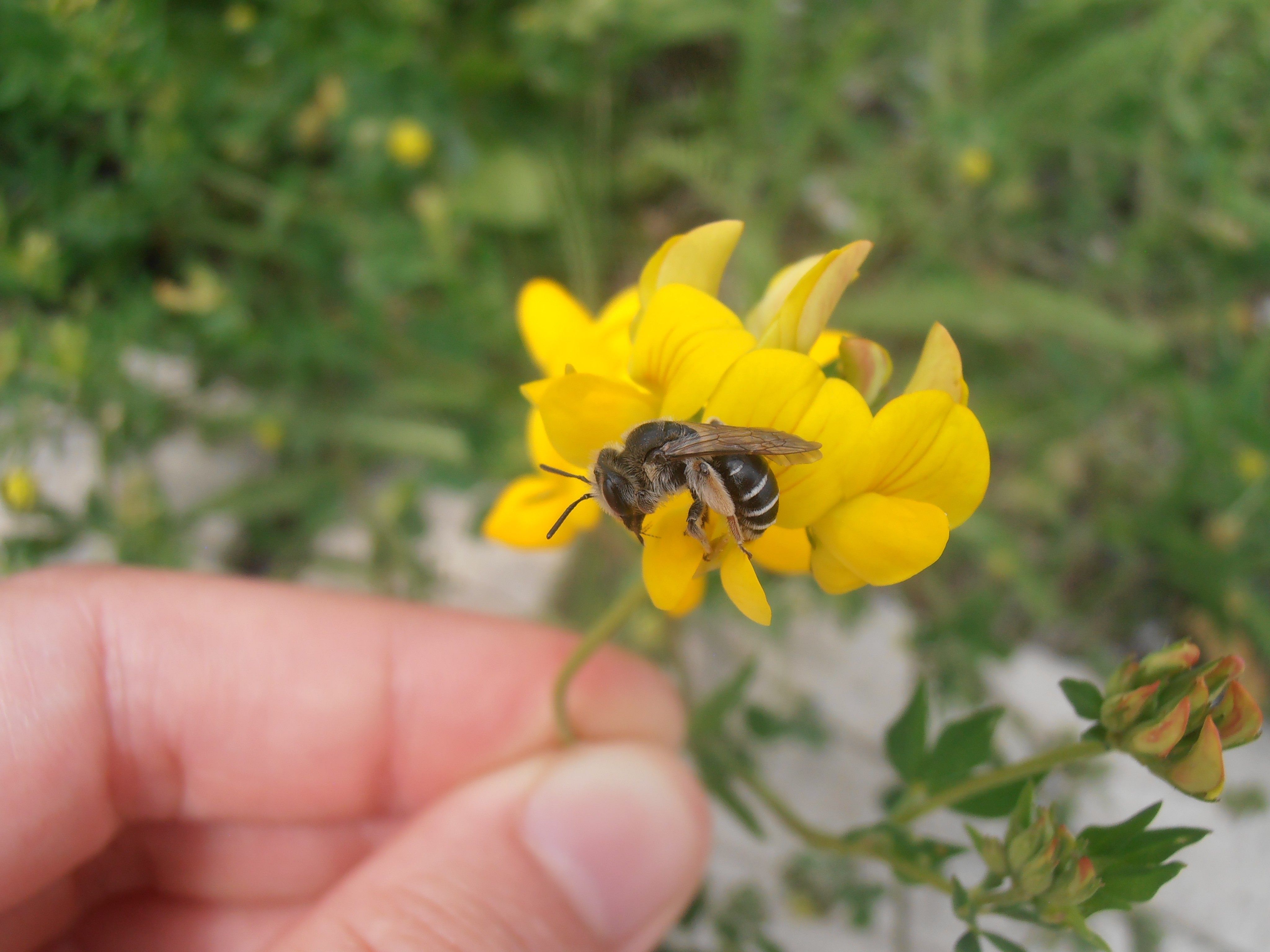 Garten der Vielfalt: Hier tummeln sich mehr Bienenarten als irgendwo sonst in Wien Garten der Vielfalt: Hier tummeln sich mehr Bienenarten als irgendwo sonst in Wien