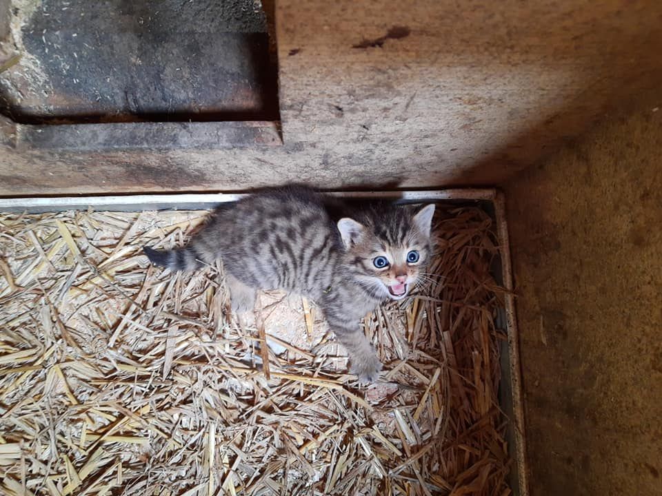 Wildkatzenbaby Wildkatzenbaby