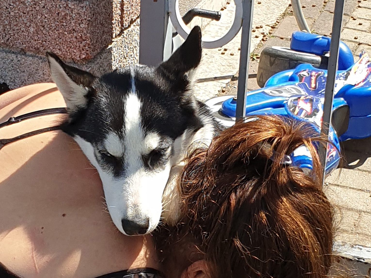 Nach 15-minütigem Einsatz war Luna wieder frei. Nach 15-minütigem Einsatz war Luna wieder frei.