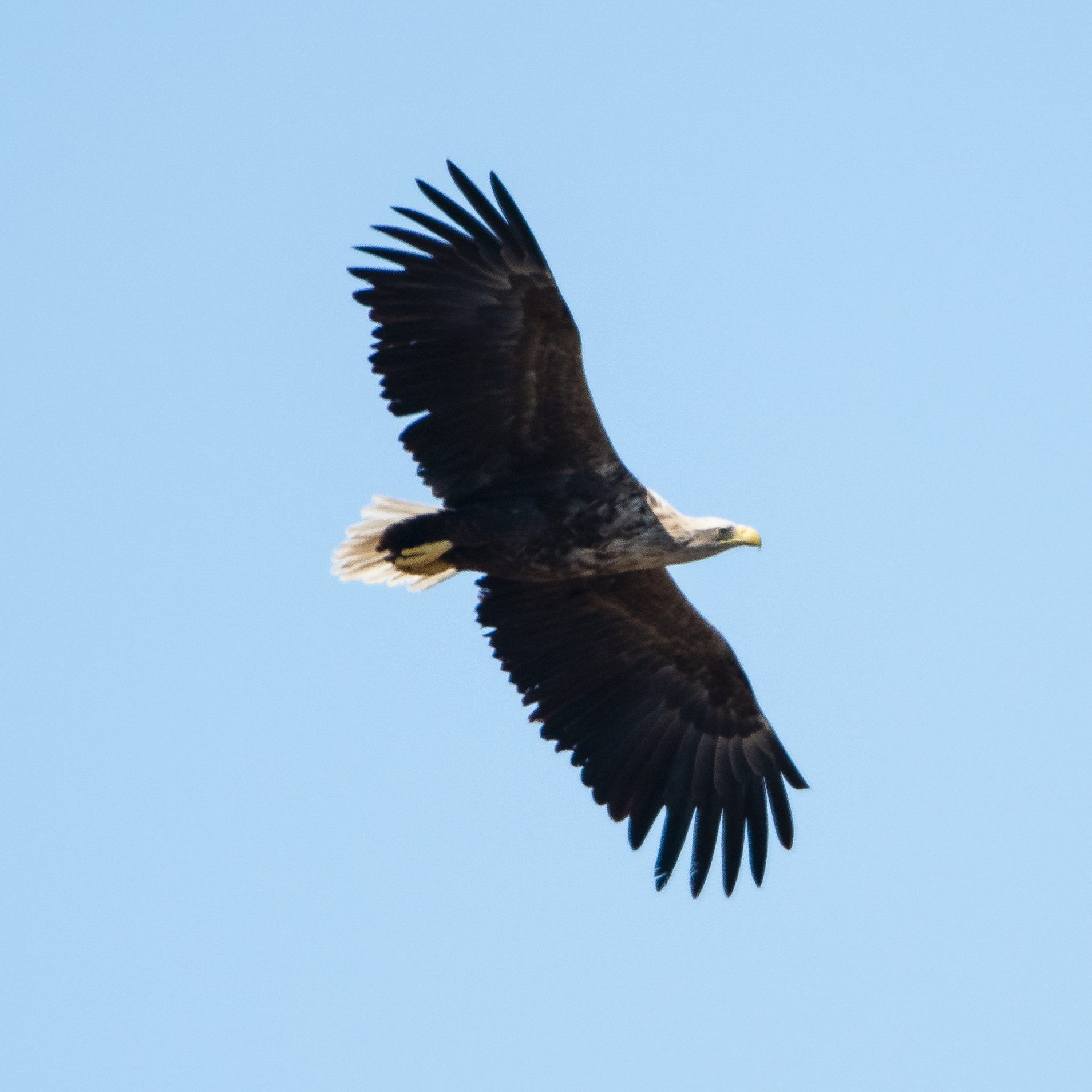Die Population des einst ausgestorbenen Wappentiers wächst kontinuierlich.
