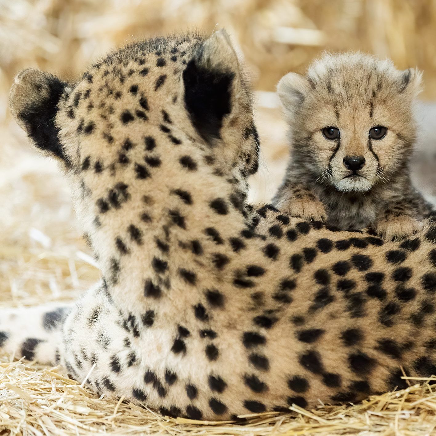 Vierfacher Geparden-Nachwuchs wartet auf die Besucher im Wiener Tiergarten Schönbrunn.