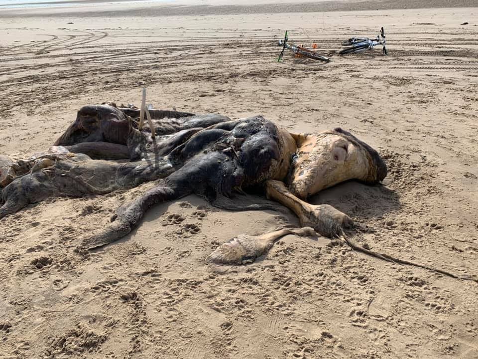 Dieses Bild ist auf der Facebook-Seite von Ainsdale zu finden und zeigt den 4,5-Meter großen Kadaver.