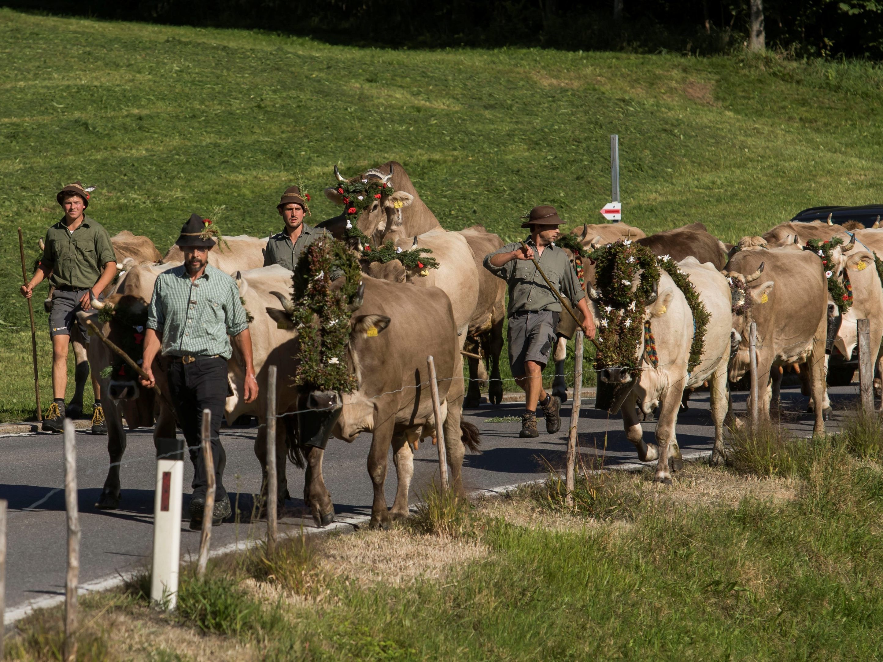Samstagvormittag muss man auf der L200 mit Staus und Kühen rechnen. (Bild vom Alpabtrieb 2019 in Schwarzenberg) Samstagvormittag muss man auf der L200 mit Staus und Kühen rechnen. (Bild vom Alpabtrieb 2019 in Schwarzenberg)