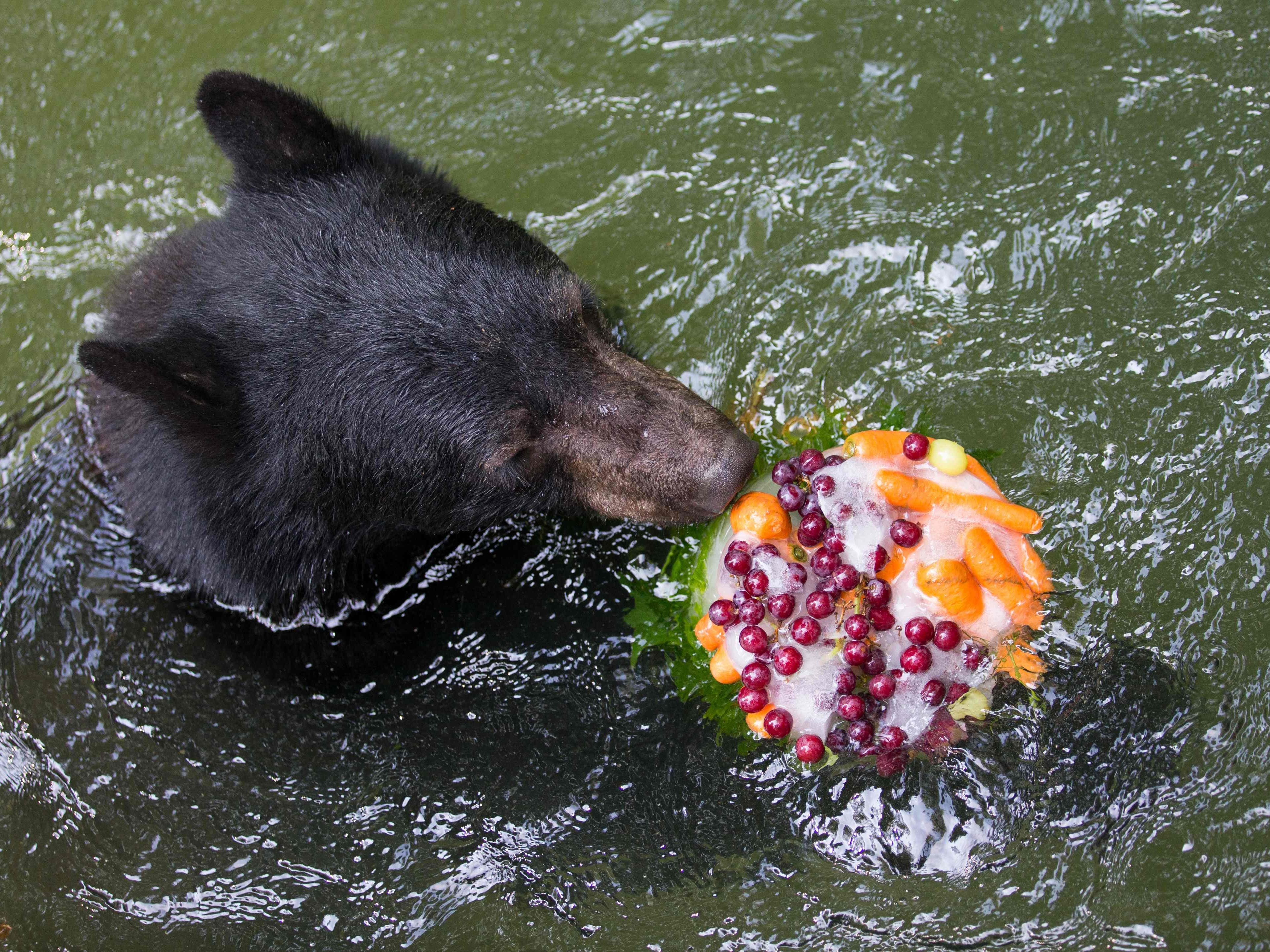 Im Zoo im deutschen Osnabrück bekommen Schwarzbären einen eisigen Snack.