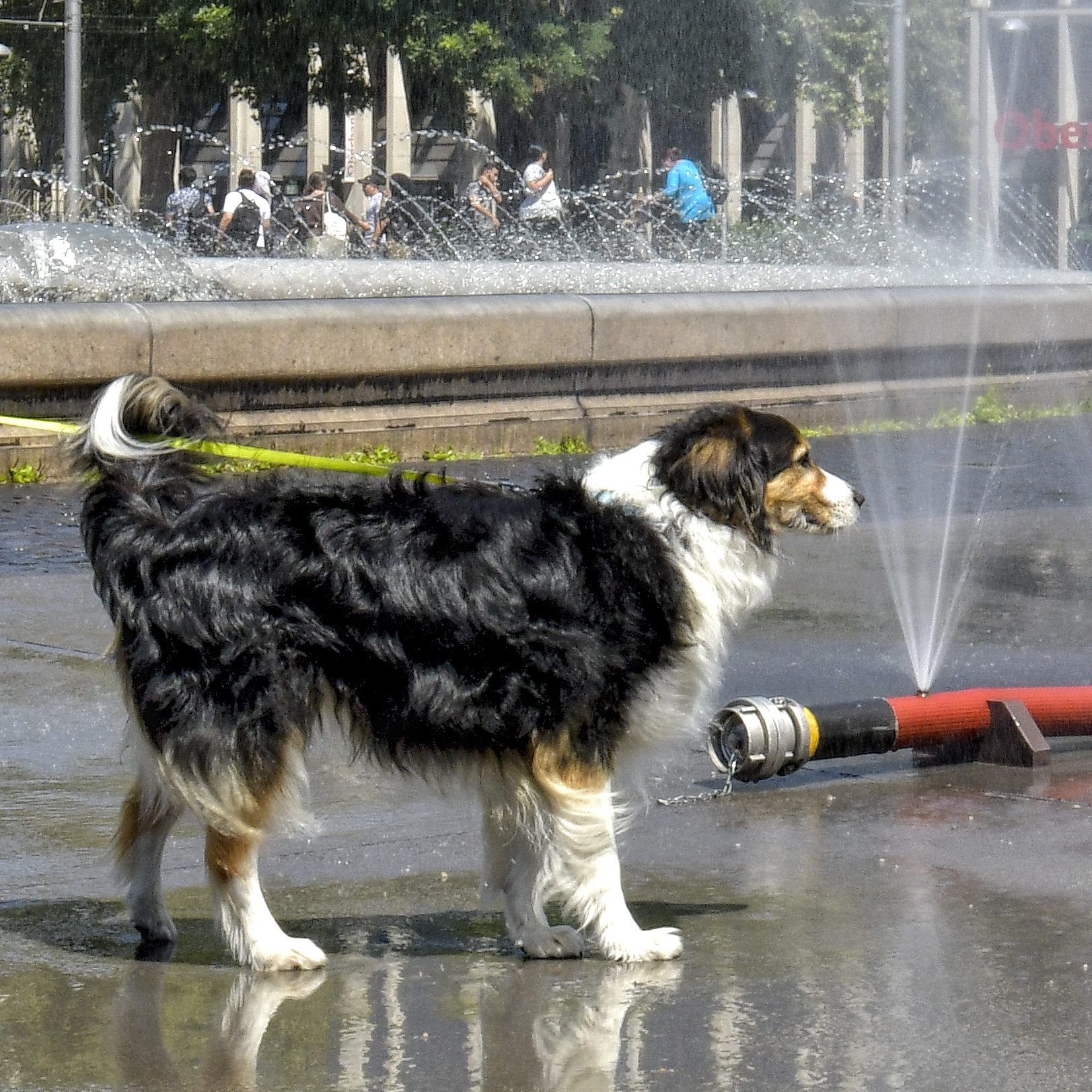 Deutsche Forscher haben eine Klima-Rechnung für Hunde aufgestellt.