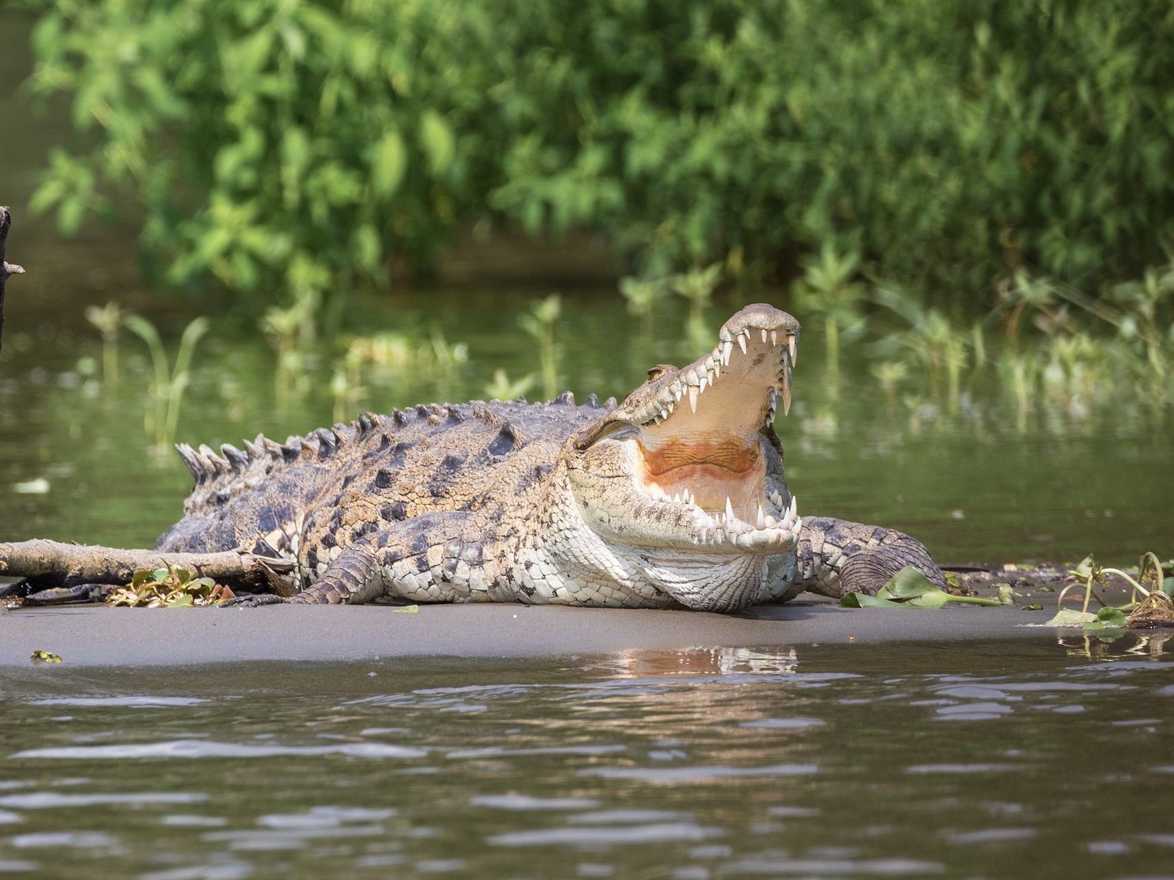 Krokodil (Symbolbild) überquert eine Straße nahe einer Siedlung. Krokodil (Symbolbild) überquert eine Straße nahe einer Siedlung.