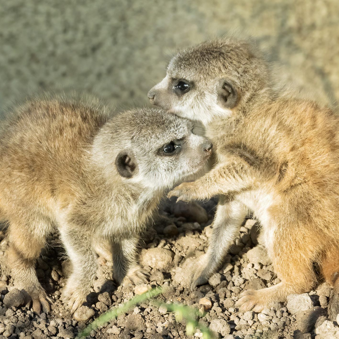 Große Freude über die Erdmännchen-Babys in Schönbrunn