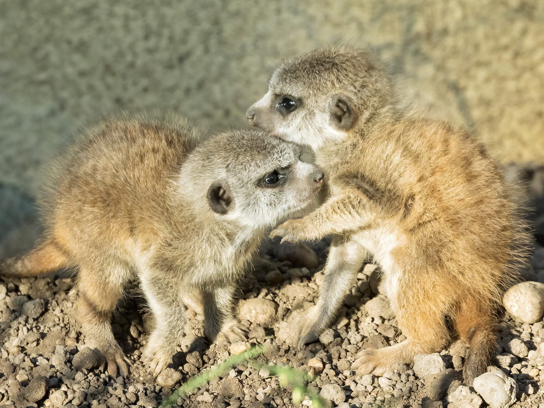 Große Freude über die Erdmännchen-Babys in Schönbrunn