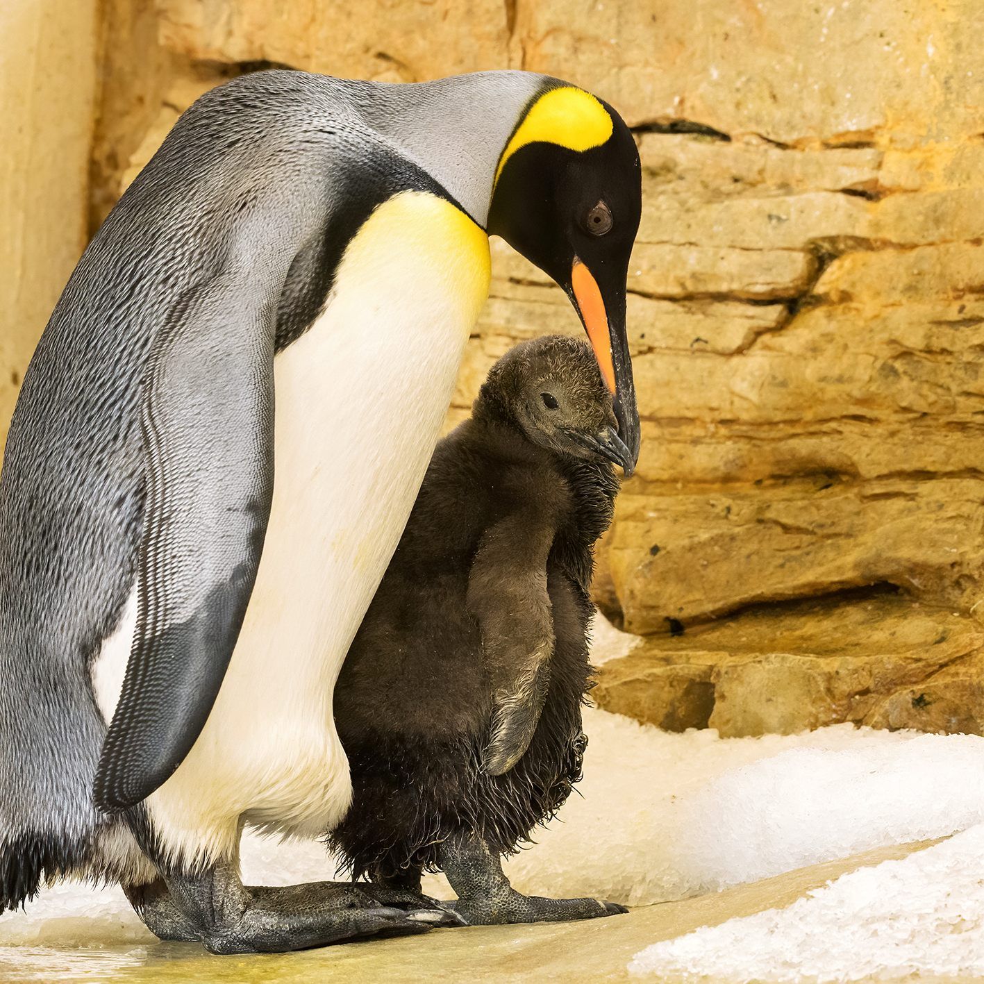 Königspinguin-Nachwuchs kam am 16. Juli zur Welt.