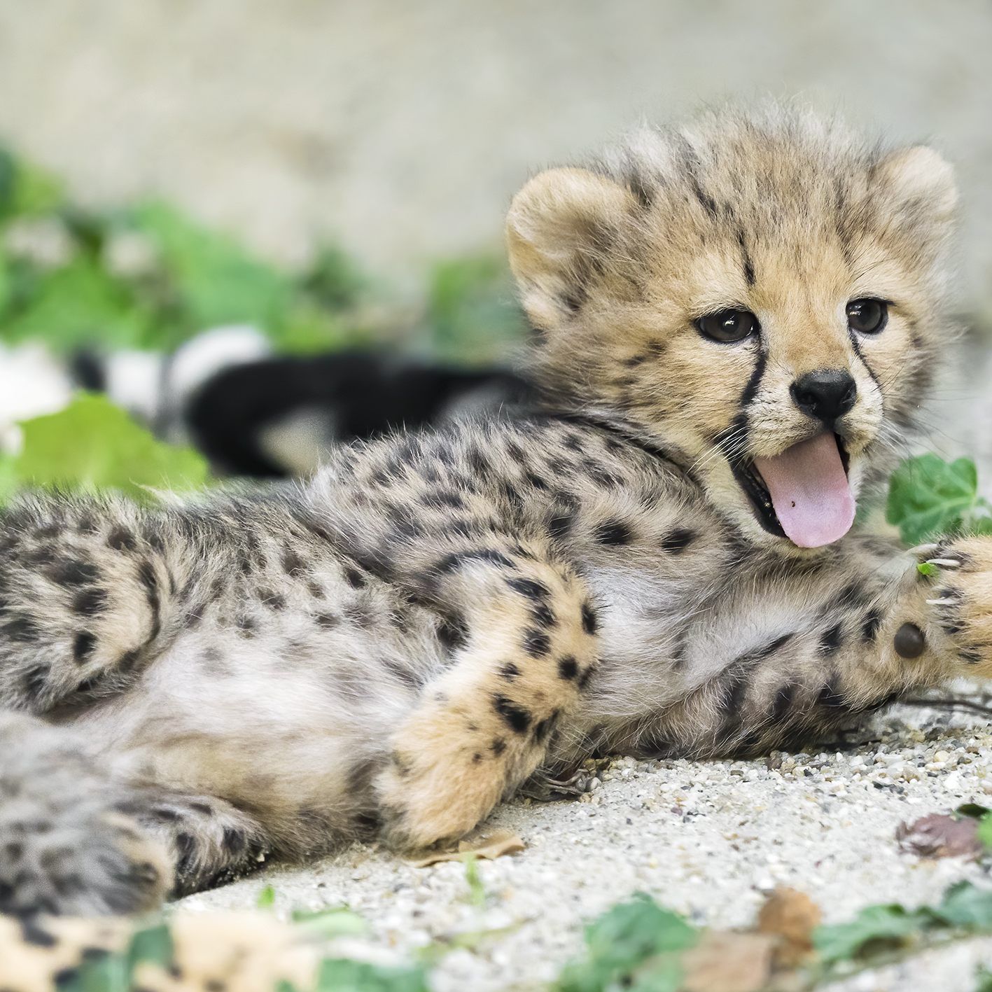 Die niedlichen Geparden-Babys gehören zu den jüngsten Neuzugängen in Schönbrunn und dürfen auch im Kalender nicht fehlen