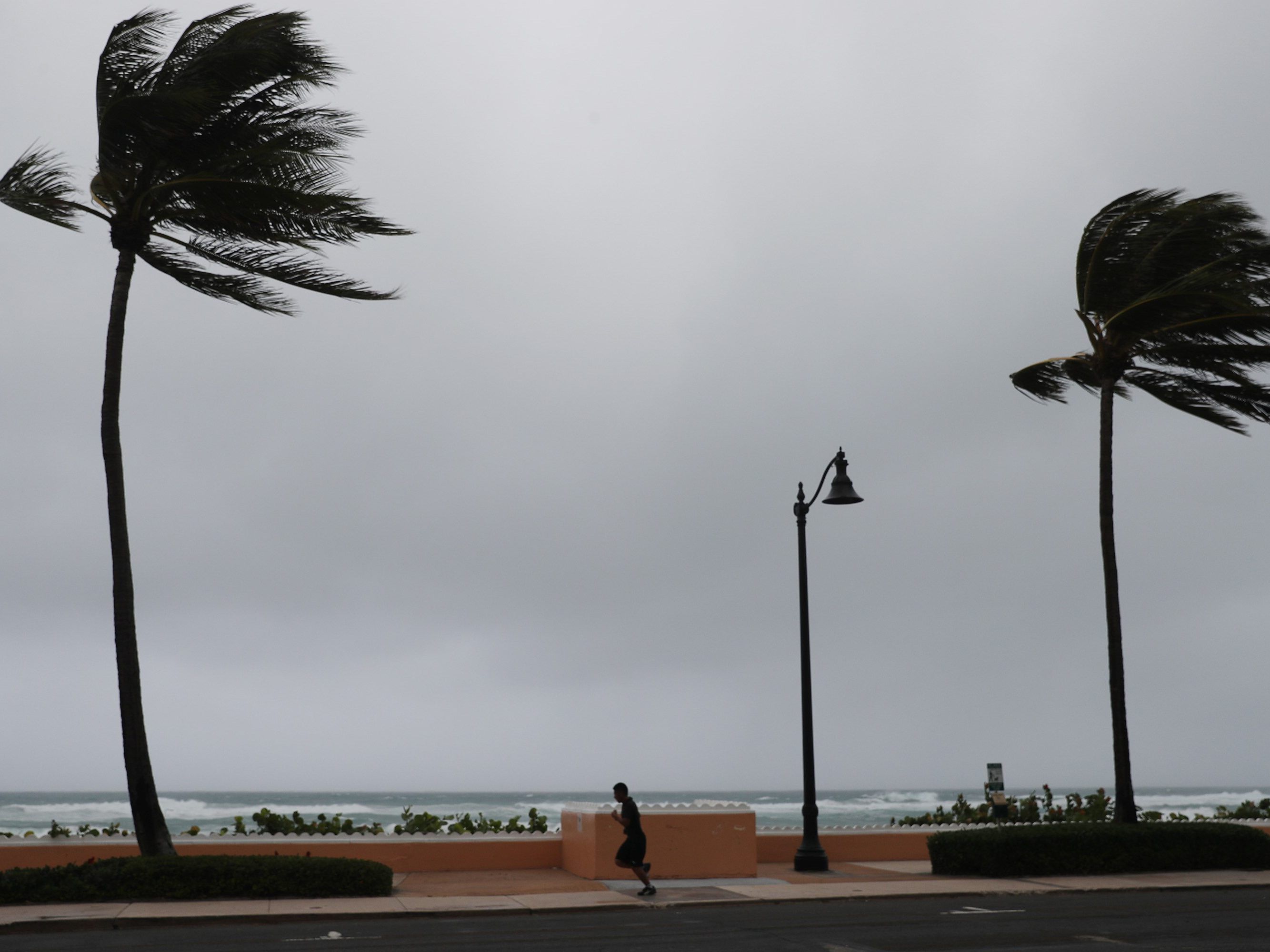 Eine Palme (Symbolbild) in der indischen Stadt Mumbai hält einen gewaltigen Sturm aus.