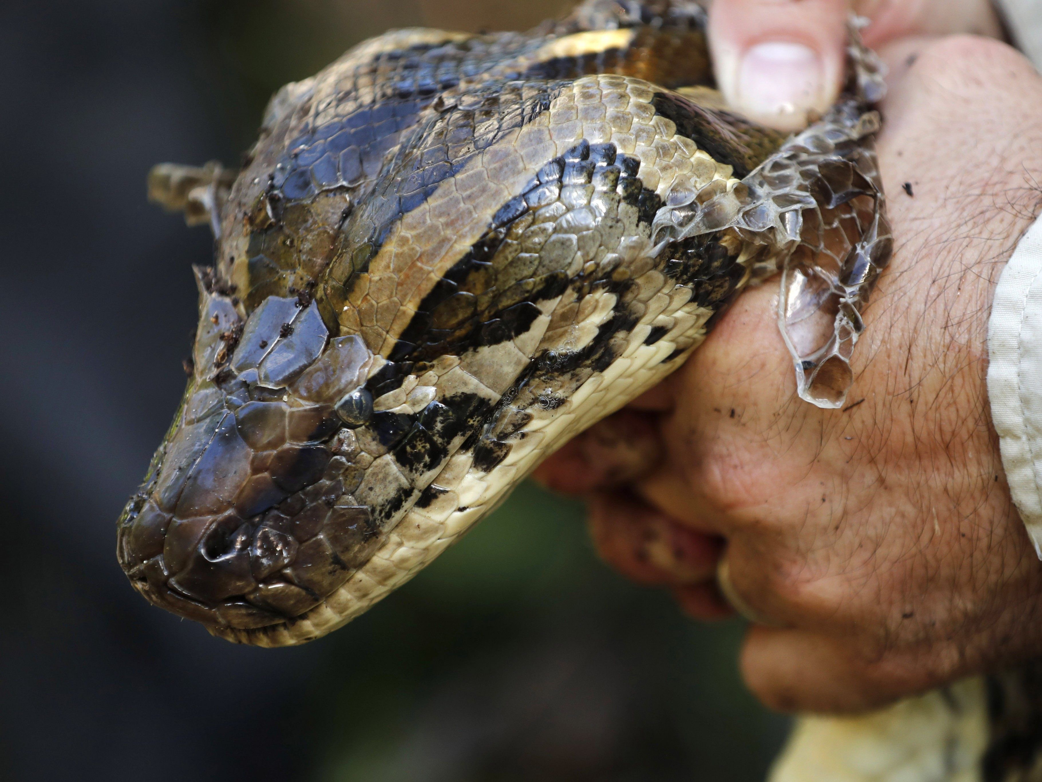 Mit bloßer Hand wurde die Pythonschlange (Symbolbild) von einem Mann in Thailand gefangen.