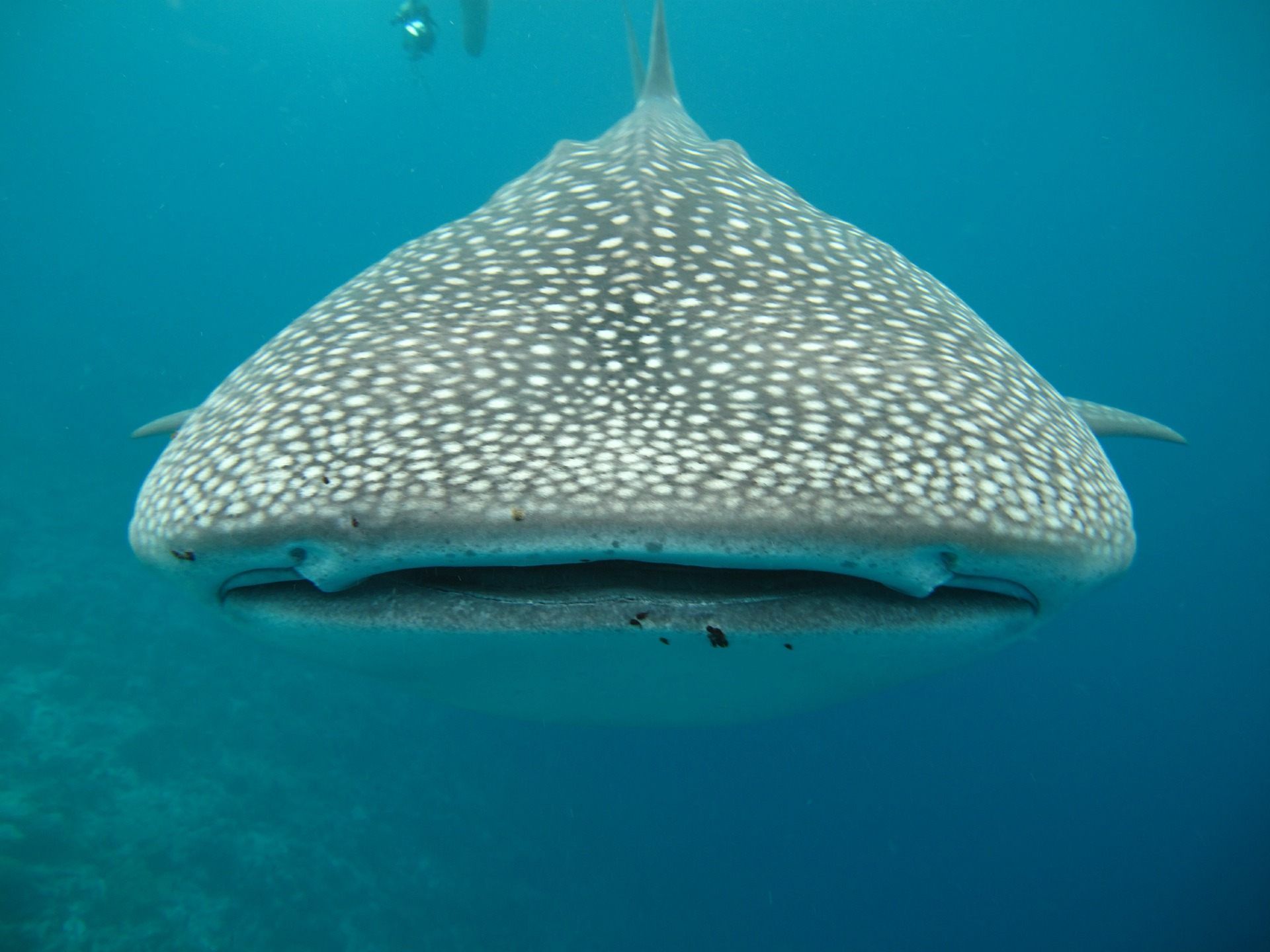 Besonders nahe kam ein Mann vor der indonesischen Insel Borneo einem Walhai (Symbolbild).